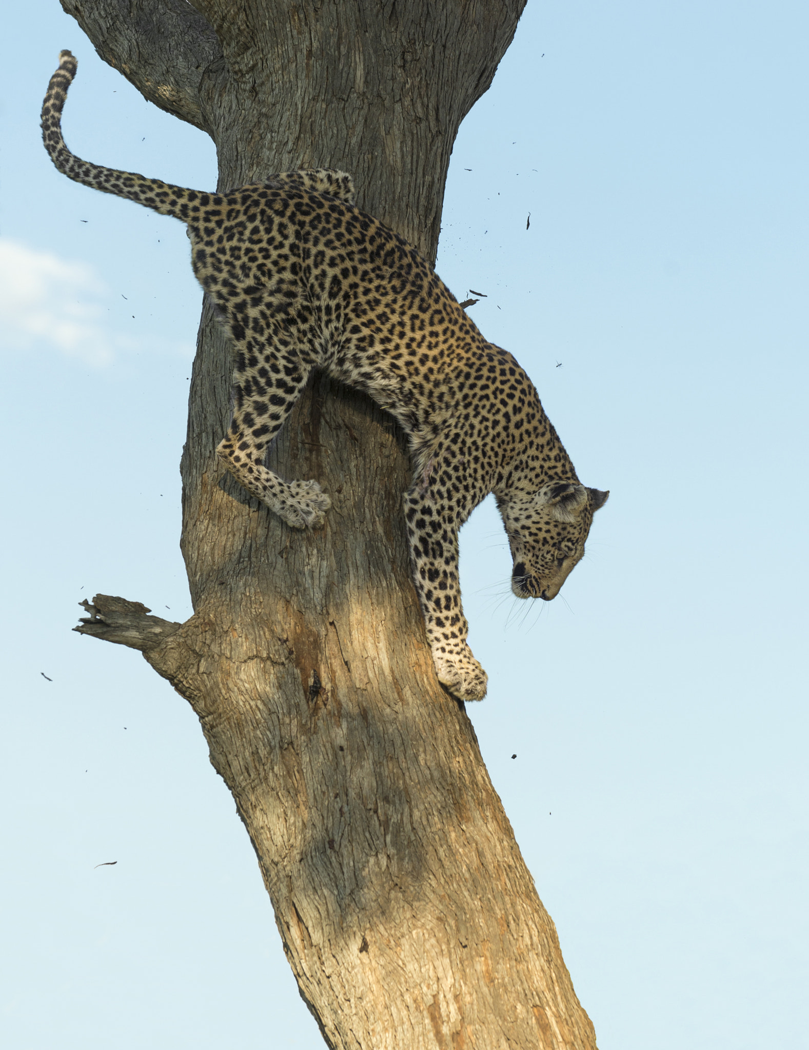 Nikon AF-S Nikkor 70-200mm F4G ED VR sample photo. Tree hugger! photography