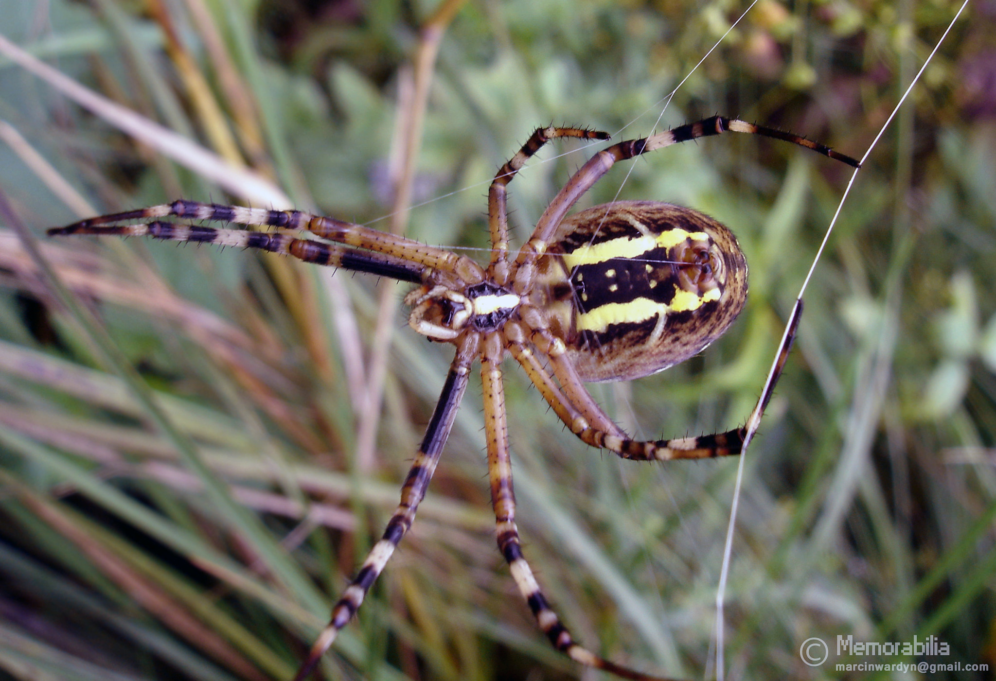 Sony DSC-W12 sample photo. Spider photography