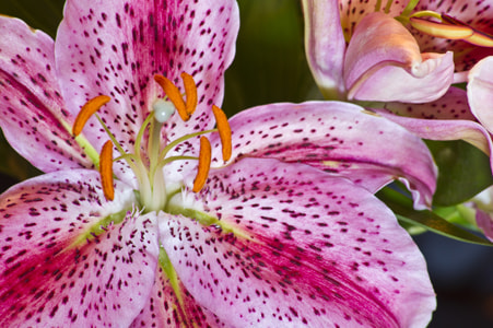 Sony Alpha DSLR-A450 sample photo. Lillys photography