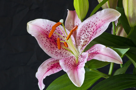 Sony Alpha DSLR-A450 sample photo. Lillys photography