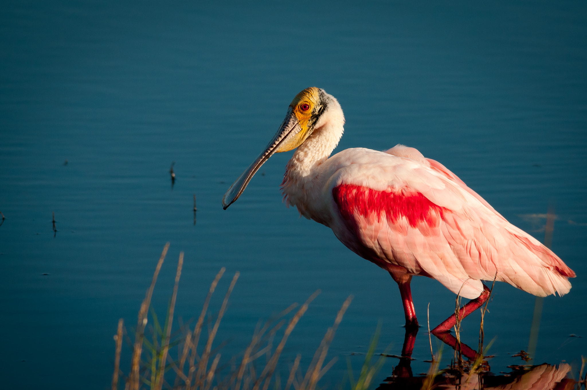 Sigma 150-500mm F5-6.3 DG OS HSM sample photo. Roseate spoonbill photography