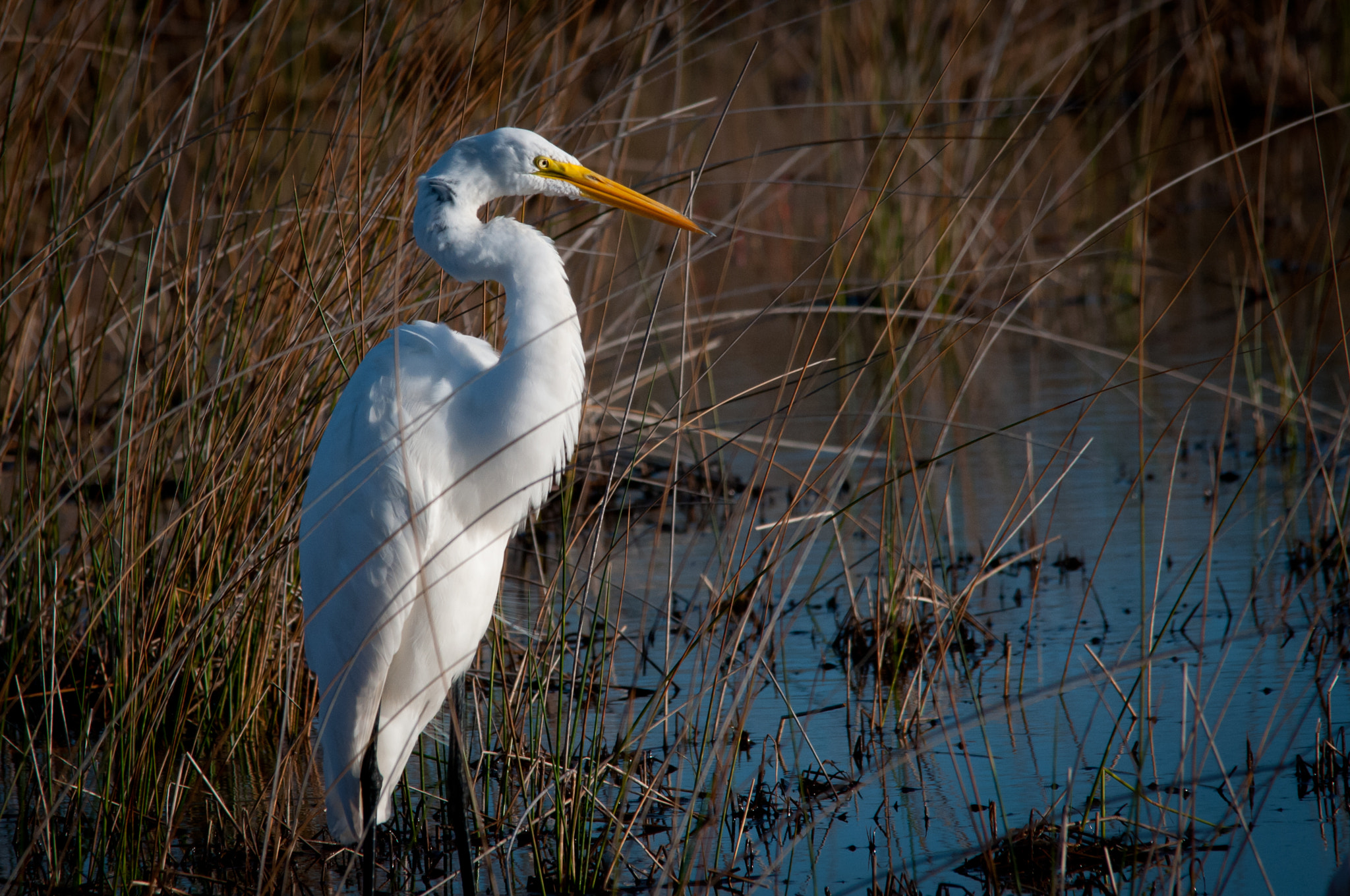 Sigma 150-500mm F5-6.3 DG OS HSM sample photo. White egret photography