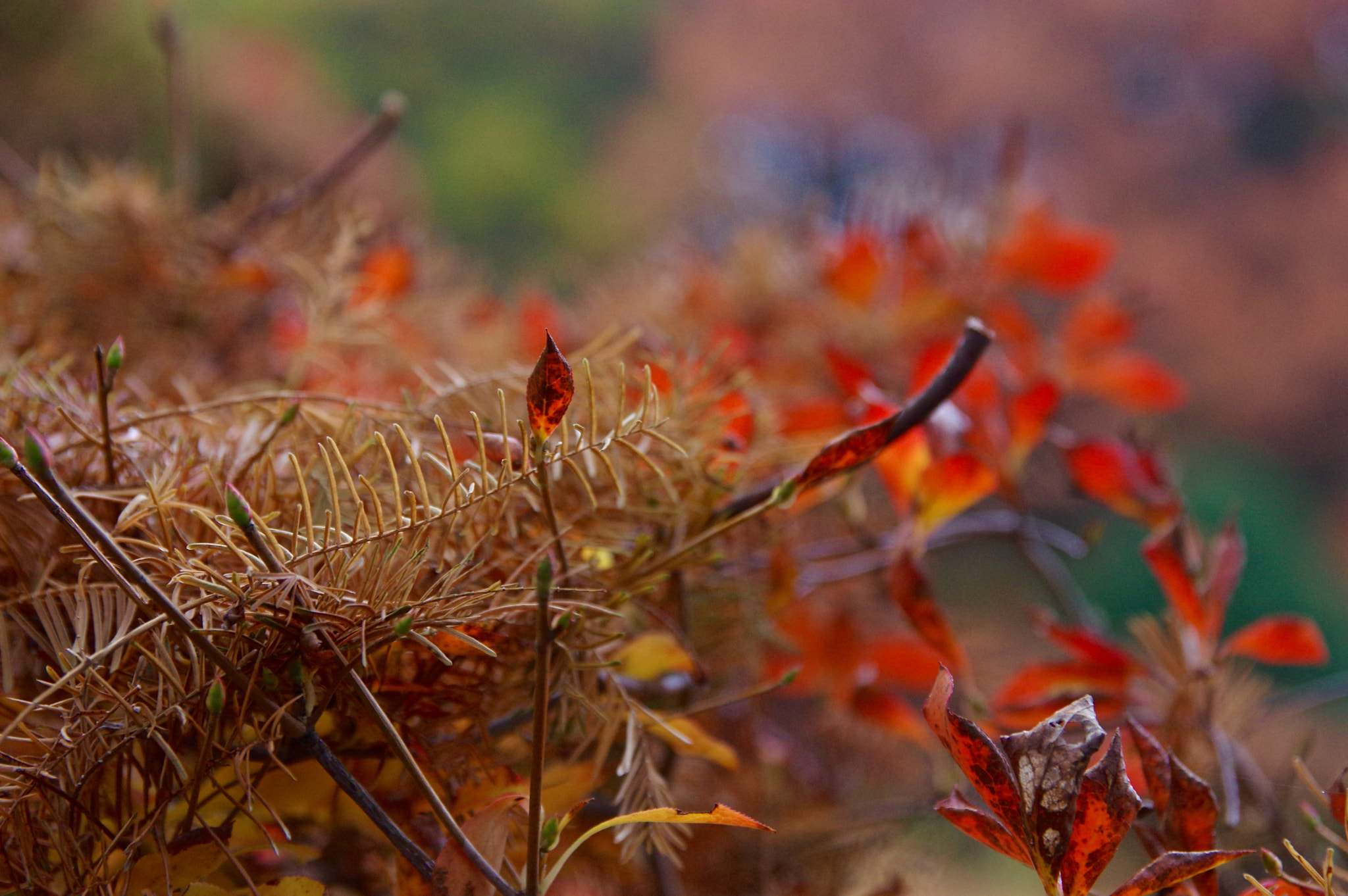 Pentax K-3 sample photo. Autumn fall photography