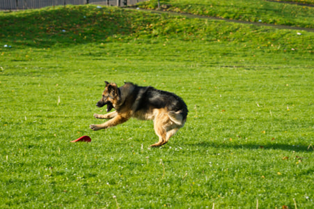 Minolta AF 80-200mm F4.5-5.6 sample photo. Bear photography