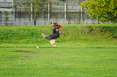 Minolta AF 80-200mm F4.5-5.6 sample photo. Bear photography