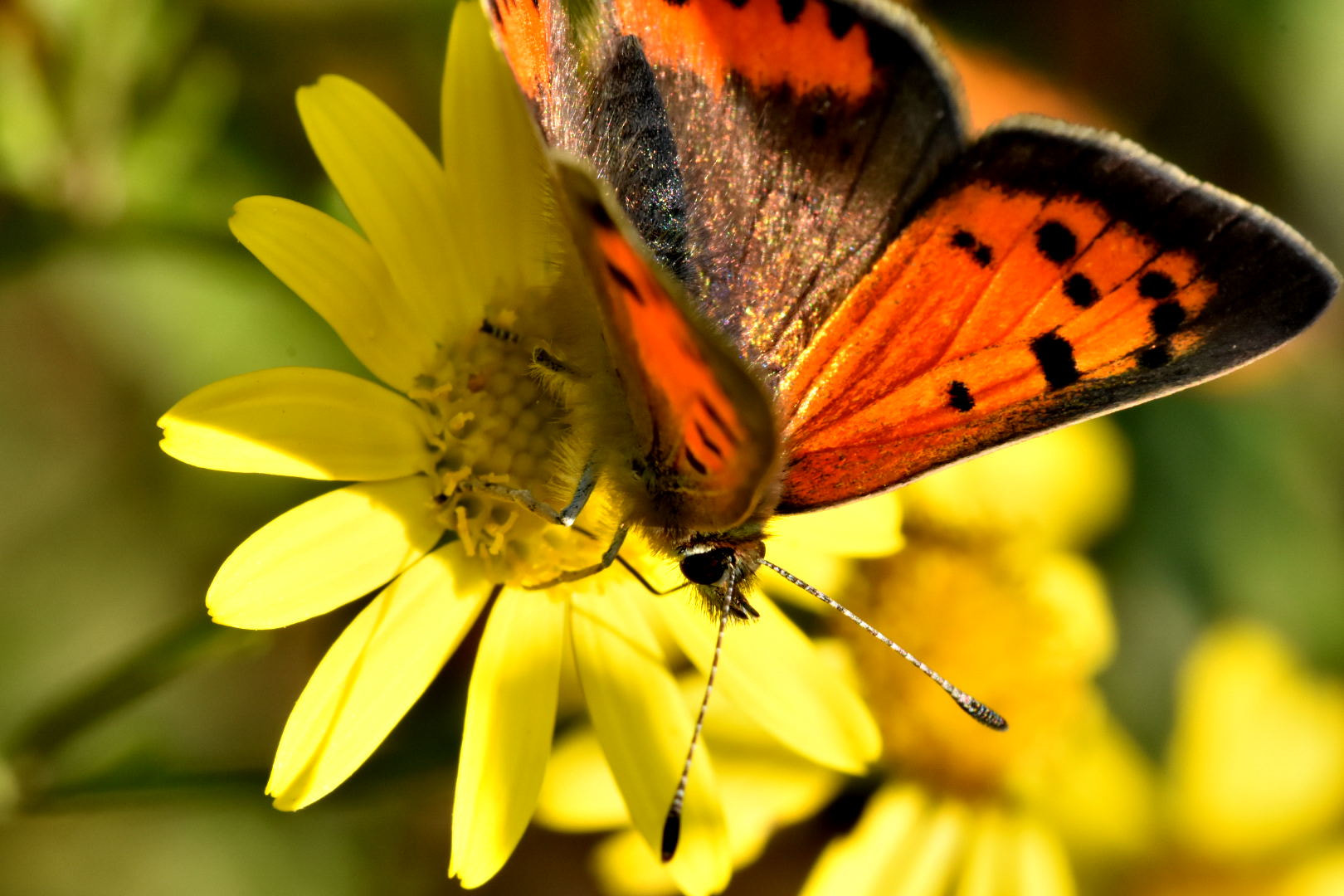 Nikon D7200 + Sigma 105mm F2.8 EX DG Macro sample photo. Kelebek photography