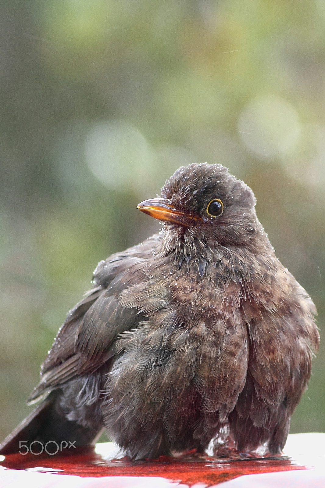 Canon EOS 60D + Canon EF 400mm F5.6L USM sample photo. Female blackbird bathes in water feature photography
