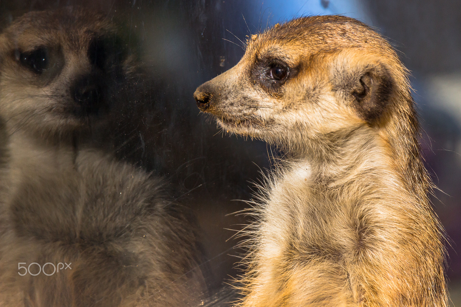 Canon EOS 650D (EOS Rebel T4i / EOS Kiss X6i) sample photo. Meerkat and reflection. photography