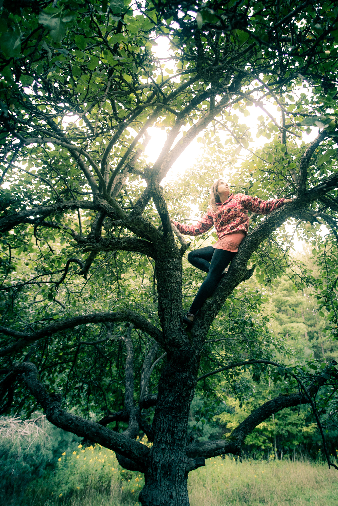 Sony a7S + Sigma 20mm EX f/1.8 sample photo. Up a tree photography