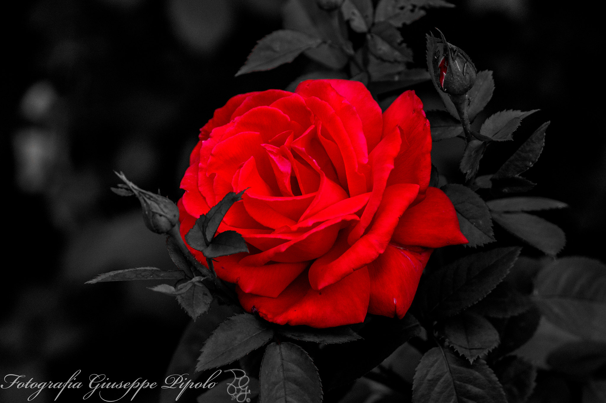 Tamron SP 70-300mm F4-5.6 Di USD sample photo. Rosa rossa photography