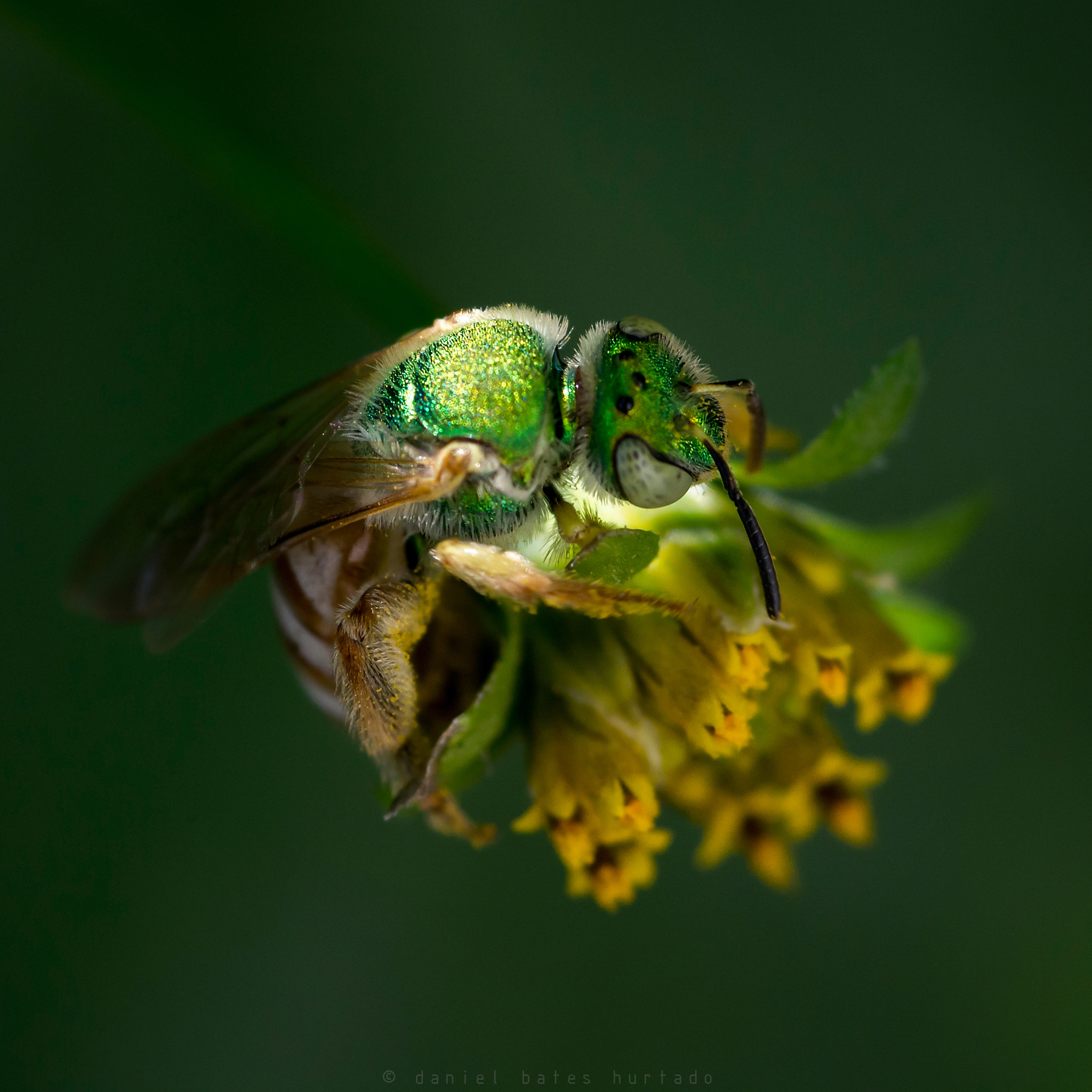 Nikon D7100 + Sigma 105mm F2.8 EX DG Macro sample photo. Green bee photography