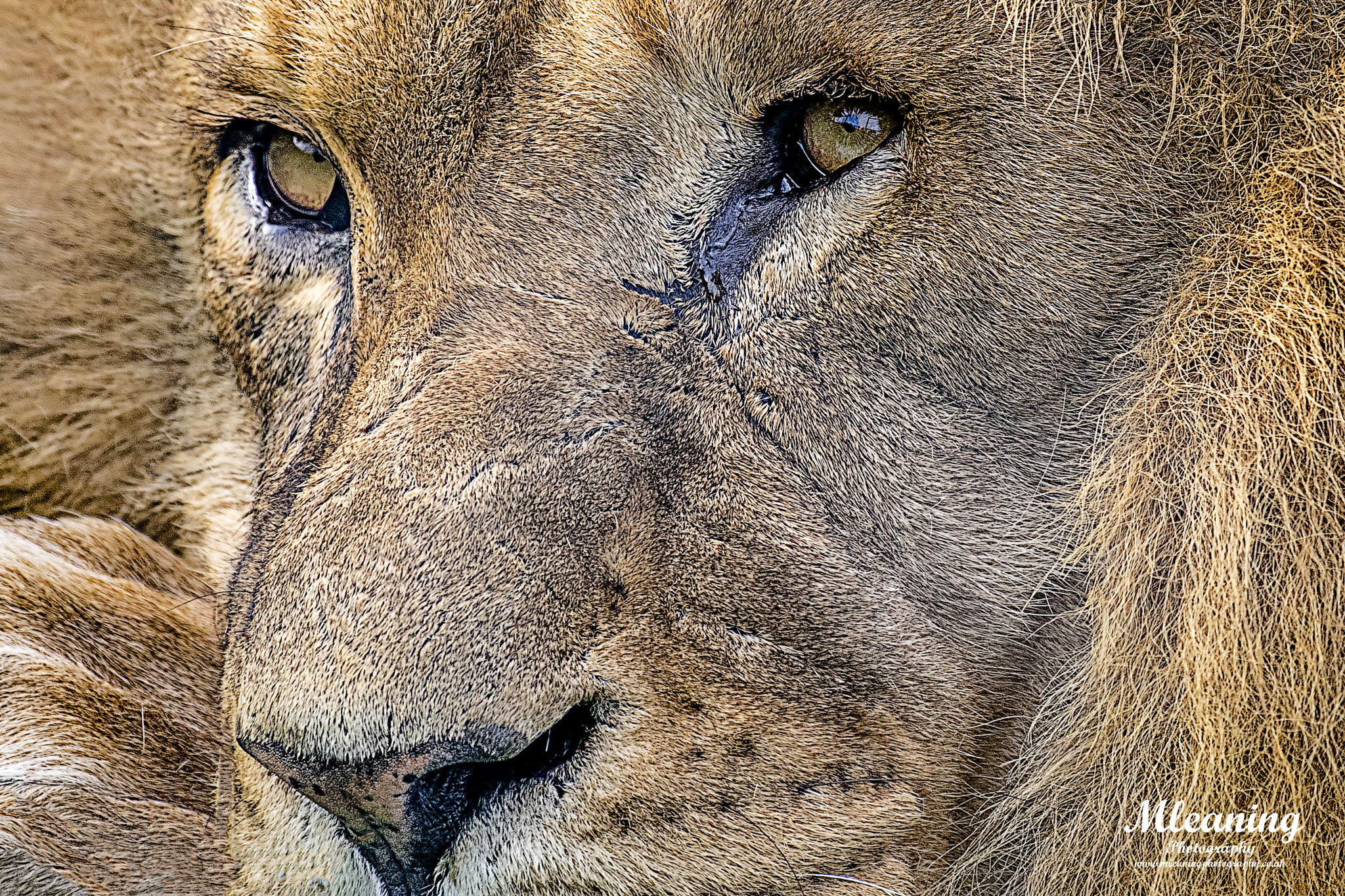 Sigma AF 500mm F4.5 EX DG APO sample photo. A lion's tear photography