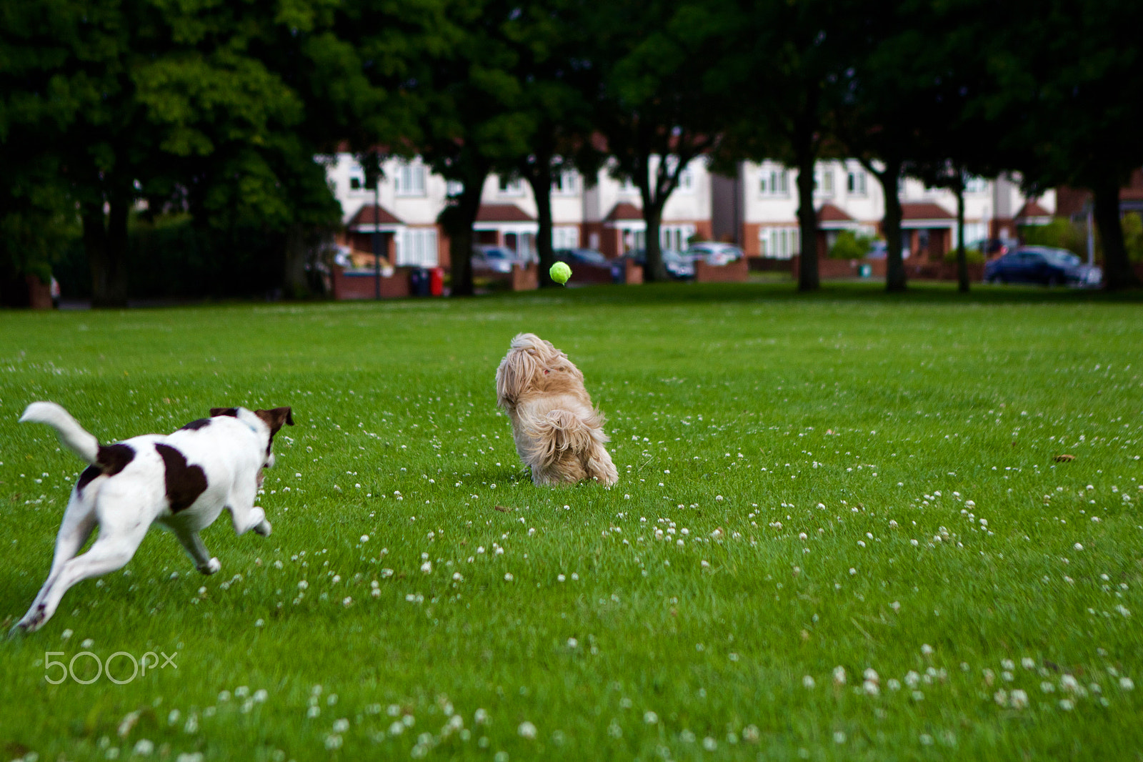 Canon EF 24-70mm F2.8L USM sample photo. Dogs and the ball photography