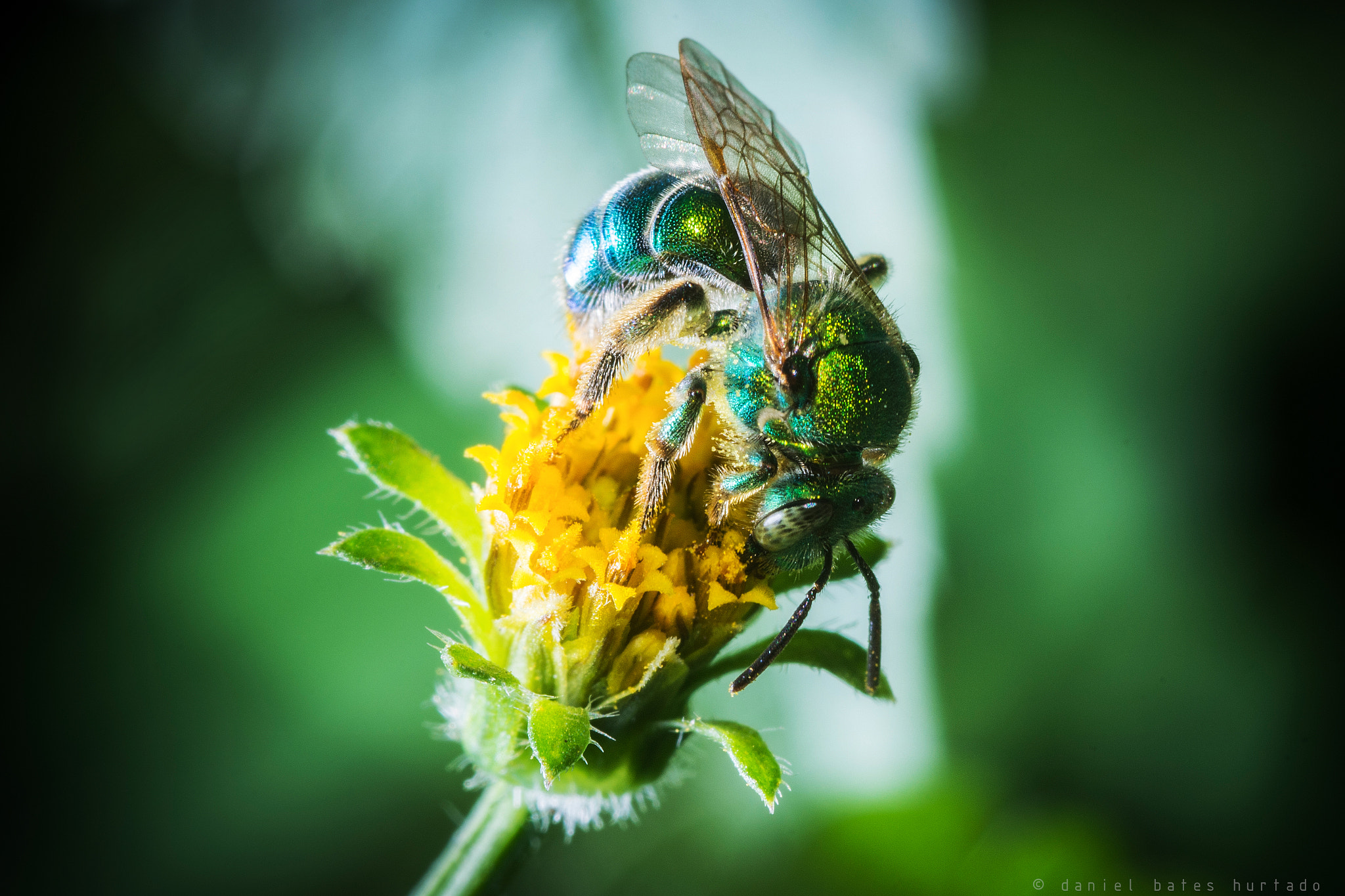 Nikon D7100 + Sigma 105mm F2.8 EX DG Macro sample photo. Green bee psychedelic photography