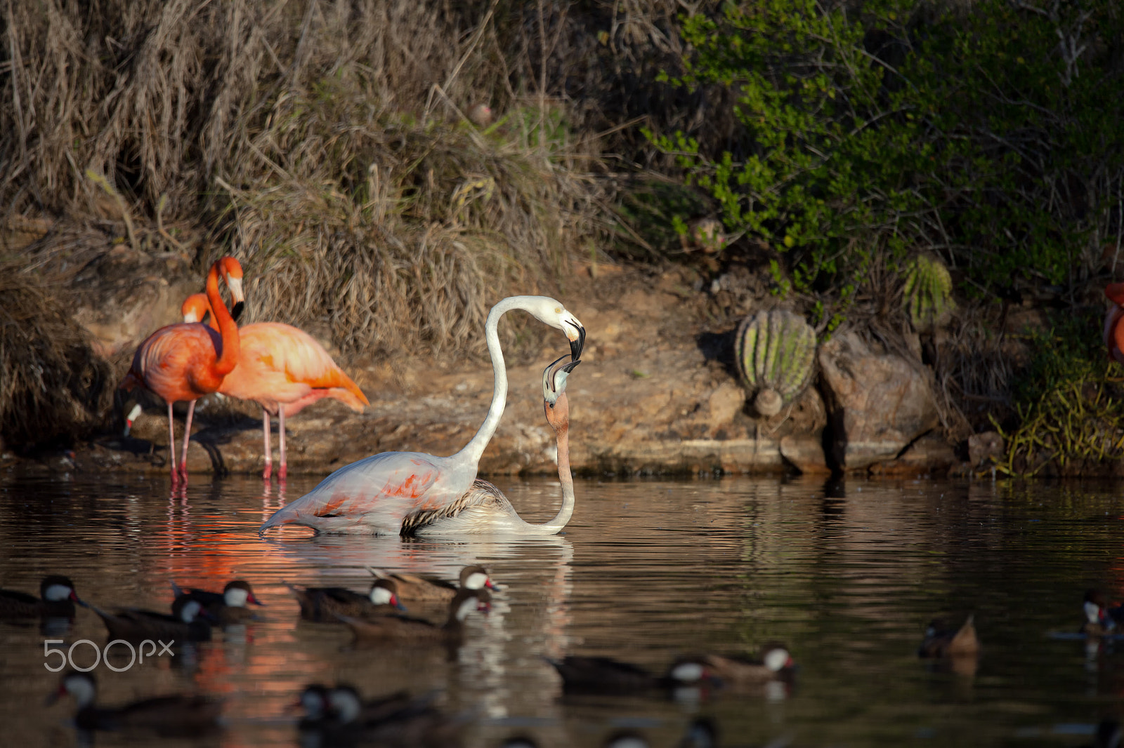 Sigma 150-600mm F5-6.3 DG OS HSM | C sample photo. Flamingos photography