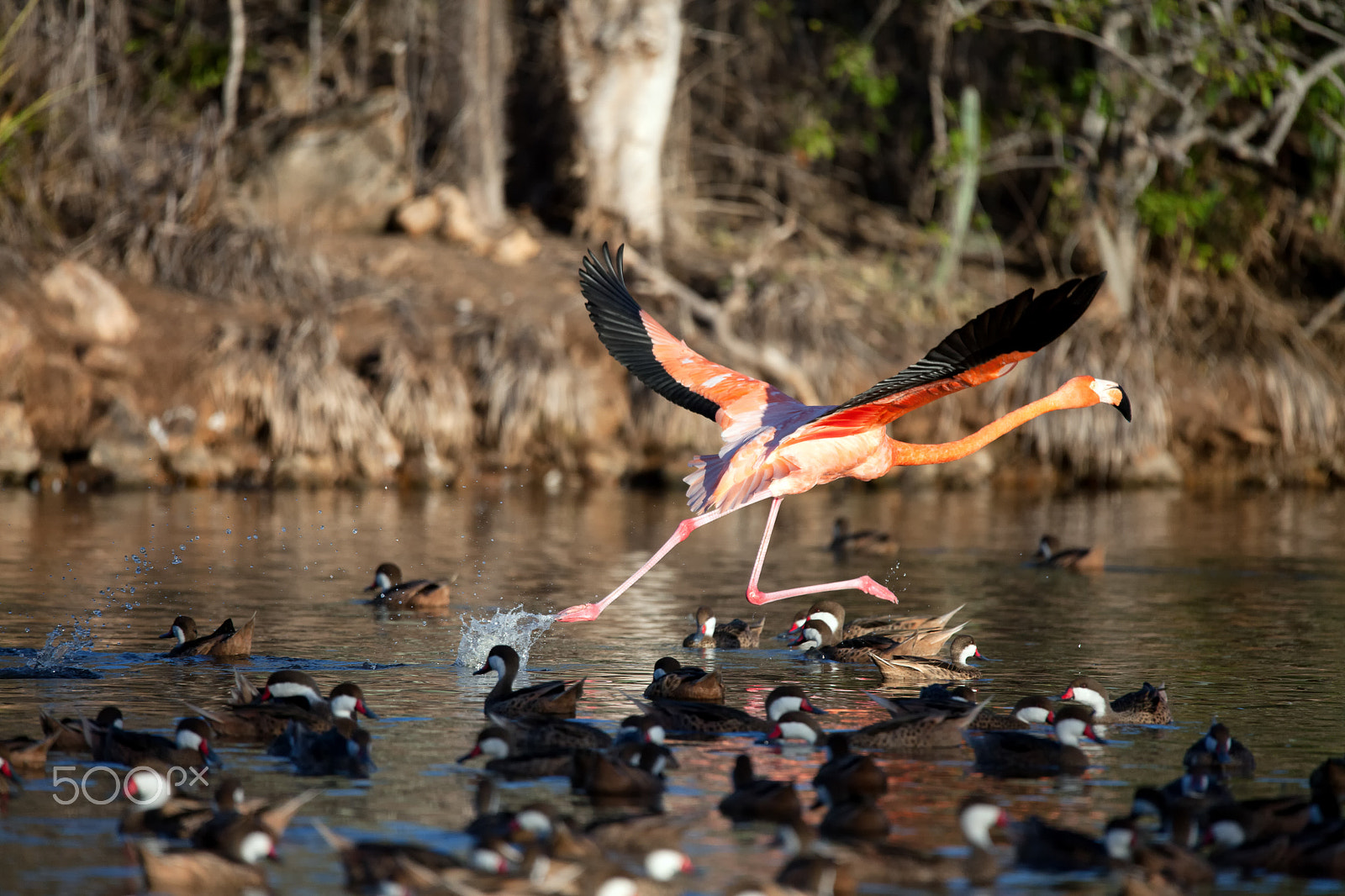 Sigma 150-600mm F5-6.3 DG OS HSM | C sample photo. Flamingos photography