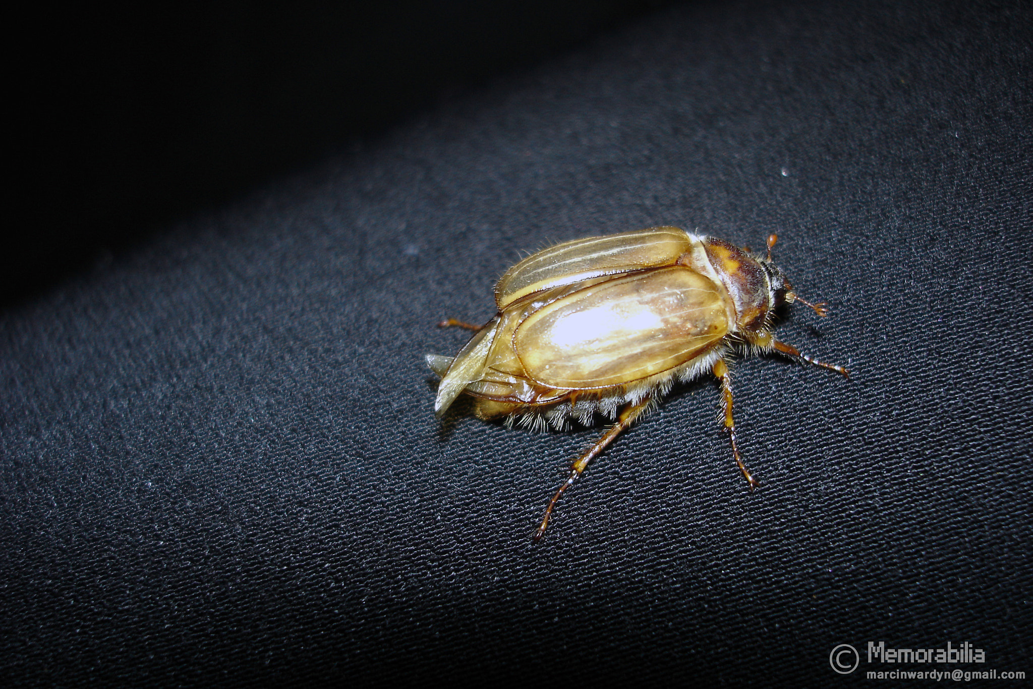 Sony DSC-W12 sample photo. The gold bug photography