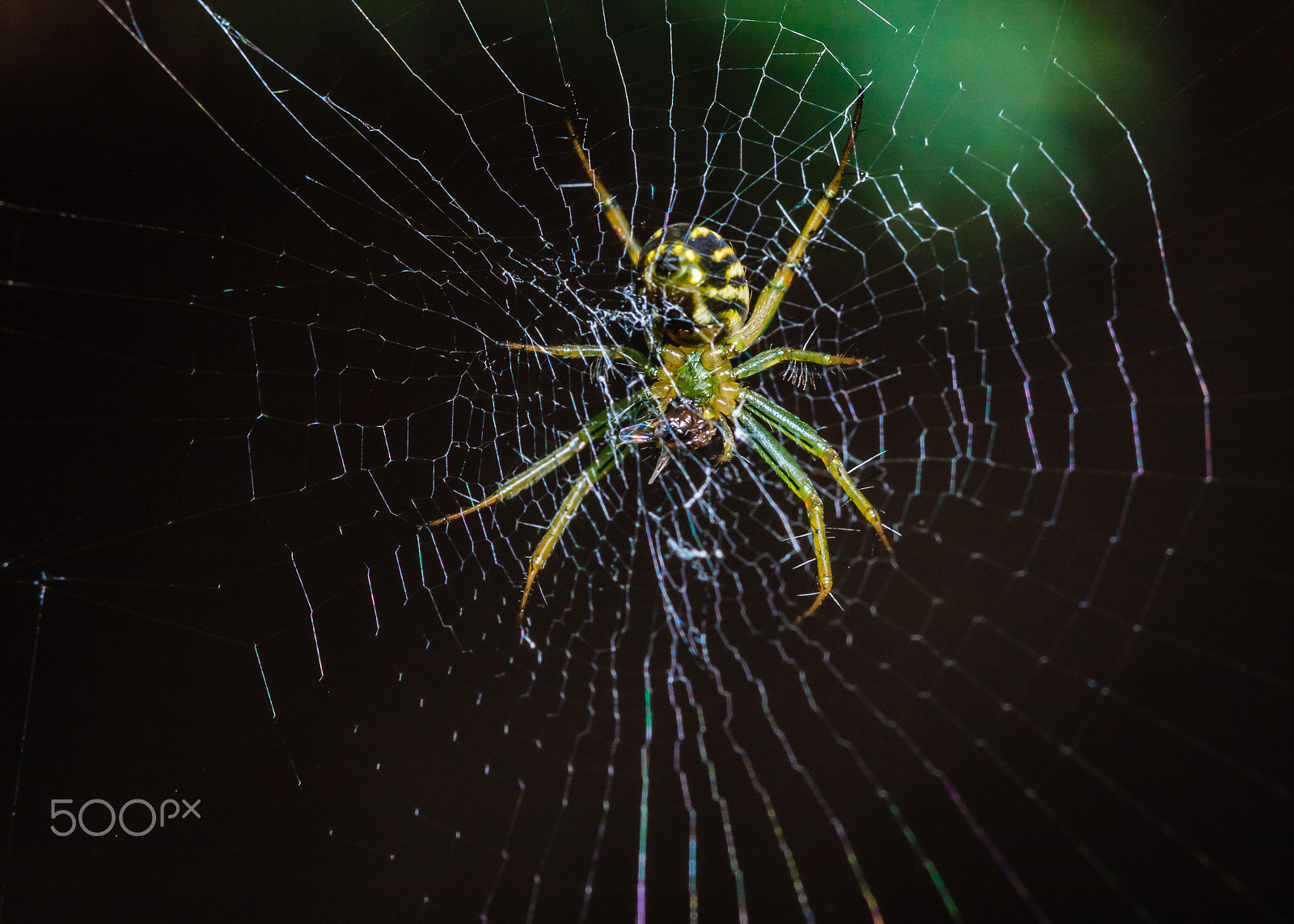 Sigma APO Macro 150mm f/2.8 EX DG HSM sample photo. Spider eating photography