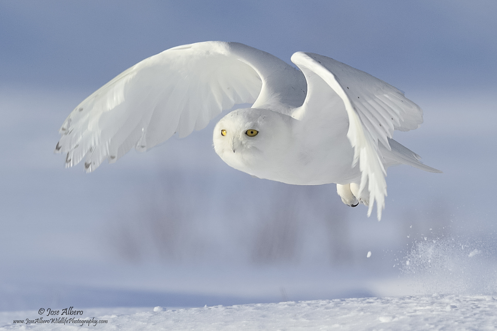 Nikon AF-S Nikkor 500mm F4D ED-IF II sample photo. Up up and away photography
