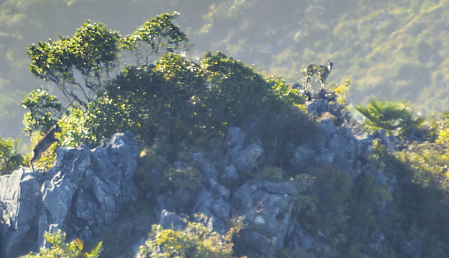 Canon EF 70-200mm F2.8L IS USM sample photo. Wild goats photography