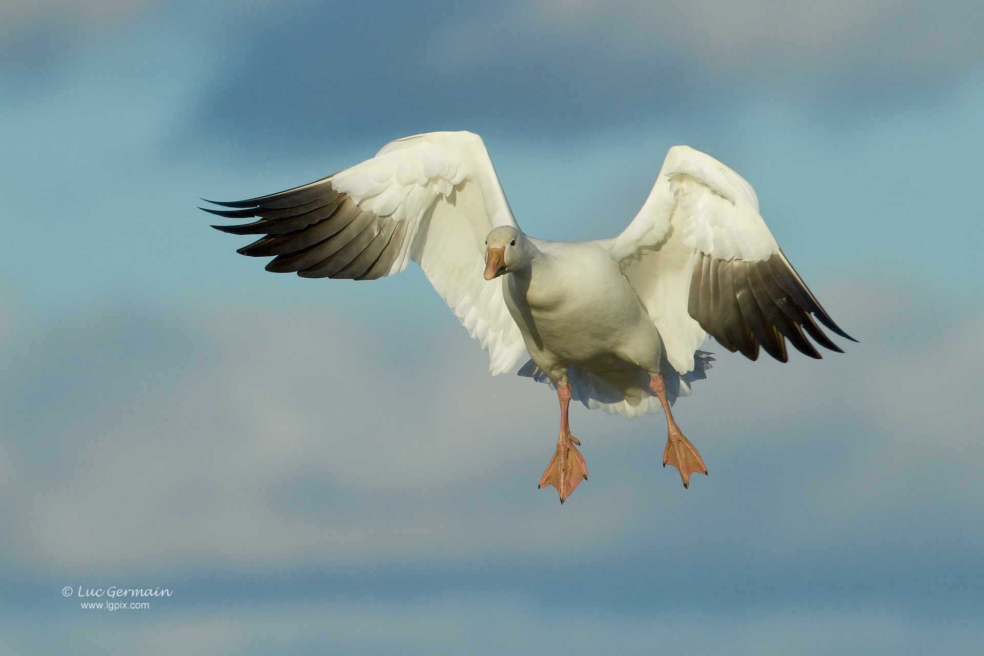 Canon EF 500mm F4L IS USM sample photo. Snow goose on final approach photography