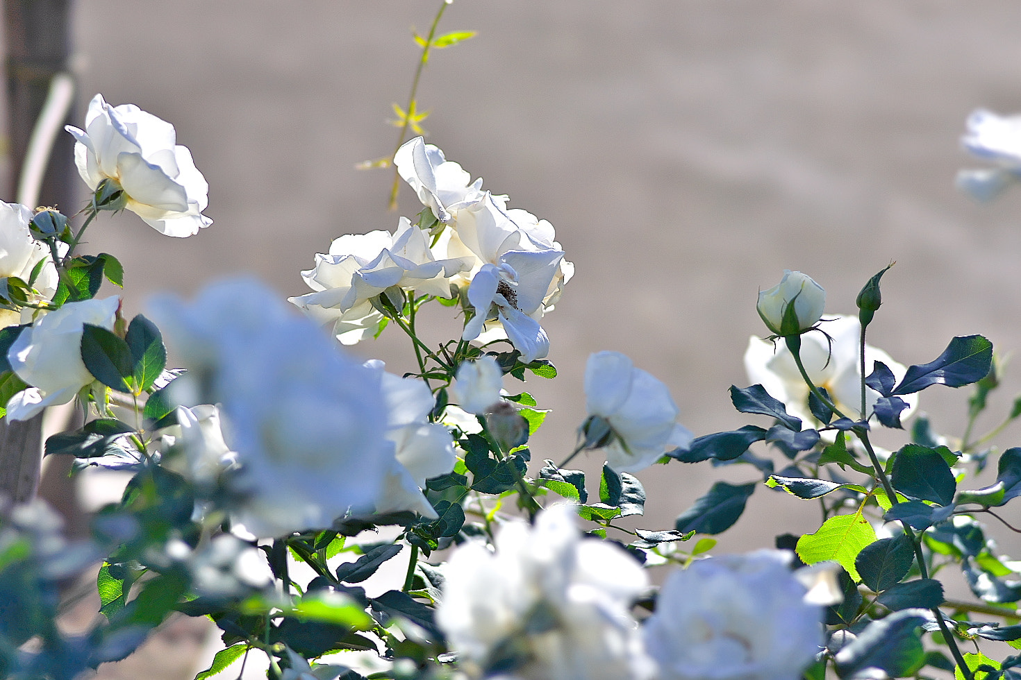 135mm F2.8[T4.5] STF sample photo. December rose photography
