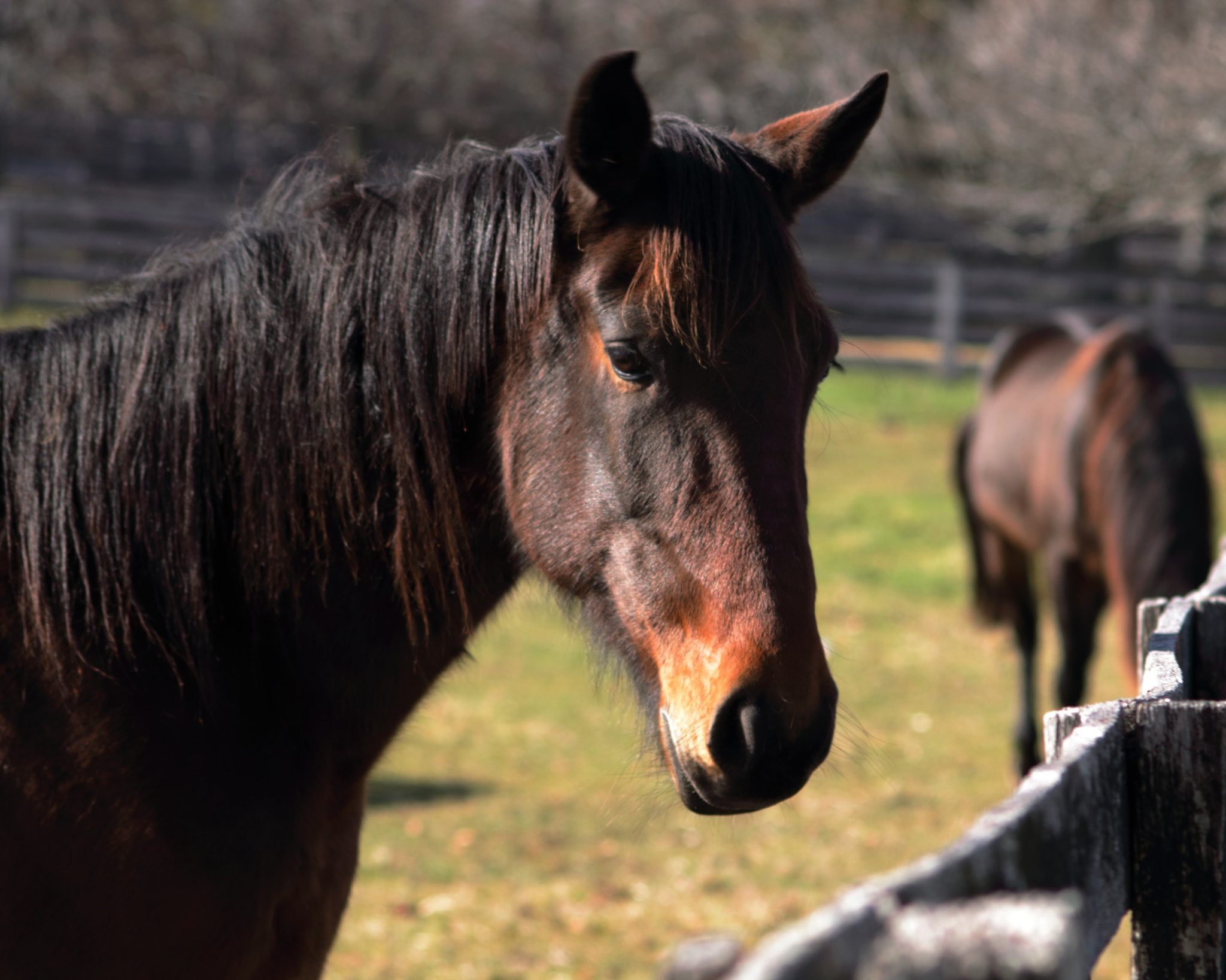 Canon EOS 750D (EOS Rebel T6i / EOS Kiss X8i) sample photo. Horse by fence photography