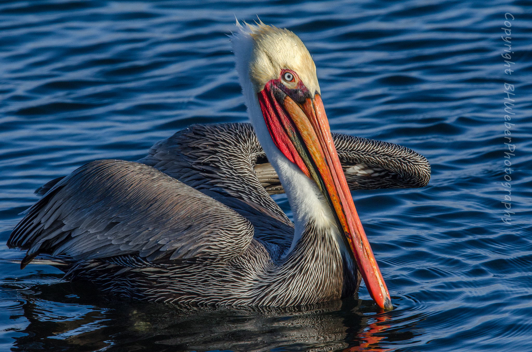 Nikon Nikkor AF-S 300mm F4E PF ED VR sample photo. Gq pelican photography