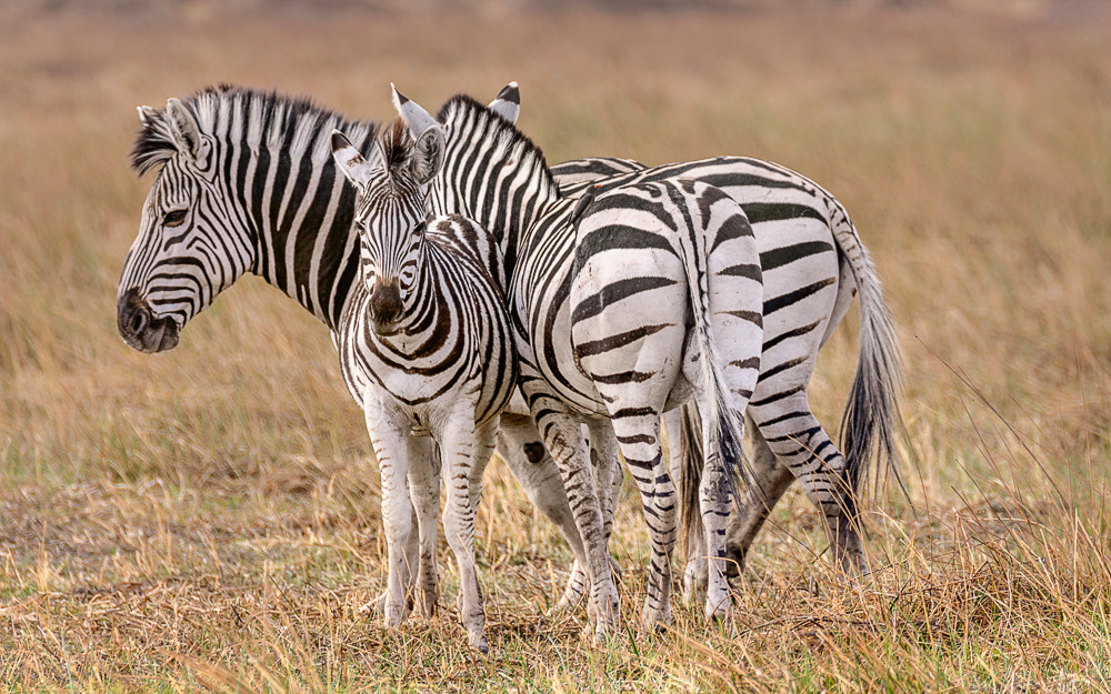 Sigma 150-600mm F5-6.3 DG OS HSM | S sample photo. Zebra photography
