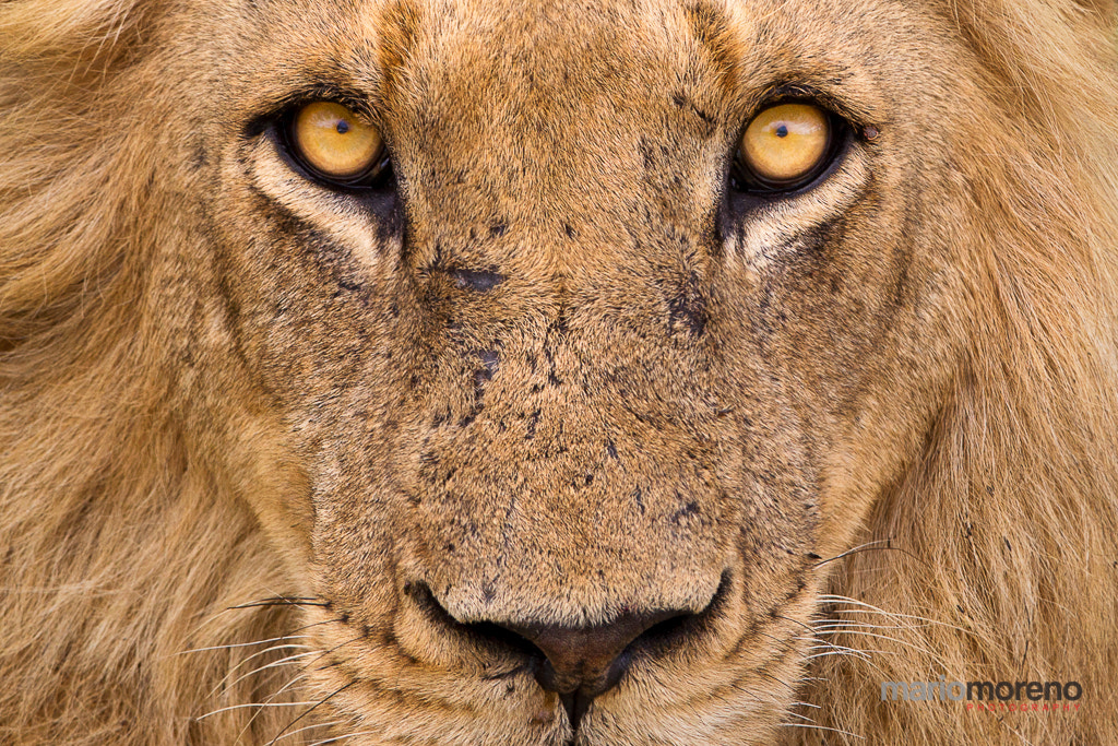Canon EF 300mm F2.8L IS USM sample photo. Eyes of a king photography