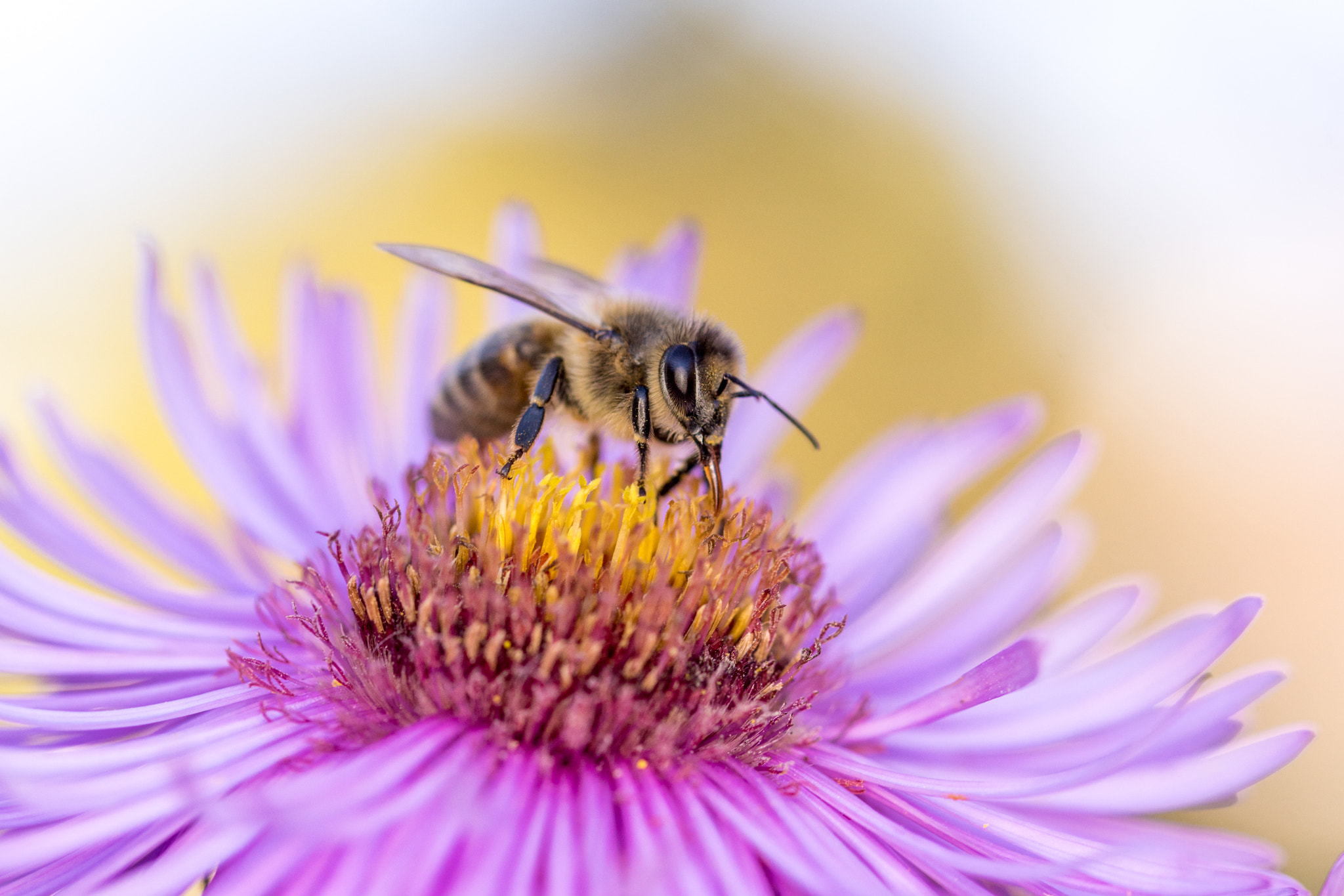 Sony ILCA-77M2 + 105mm F2.8 sample photo. Honigbiene erfrischt sich photography