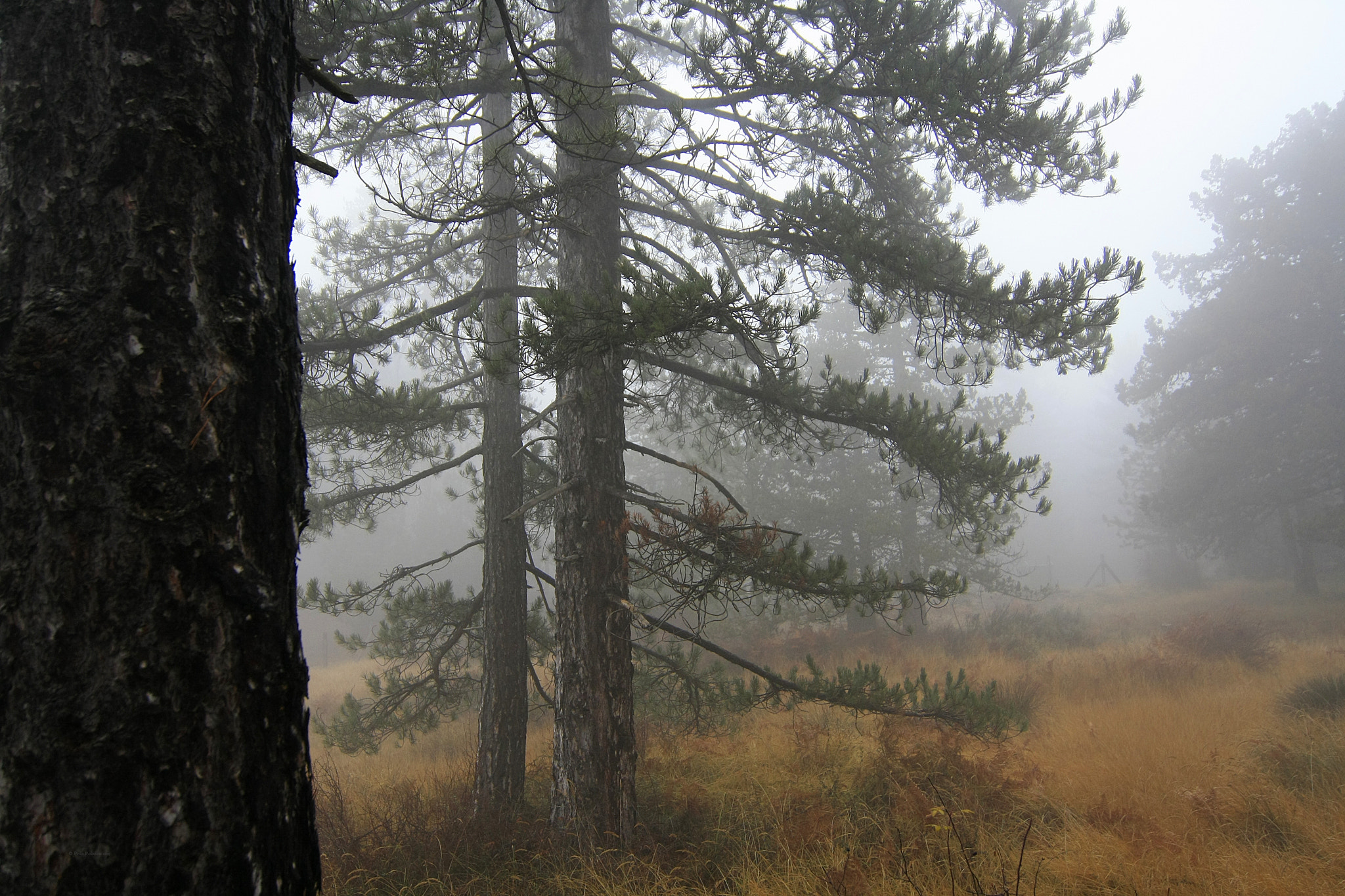 Tokina AT-X Pro 12-24mm F4 (IF) DX sample photo. Photography in fog photography