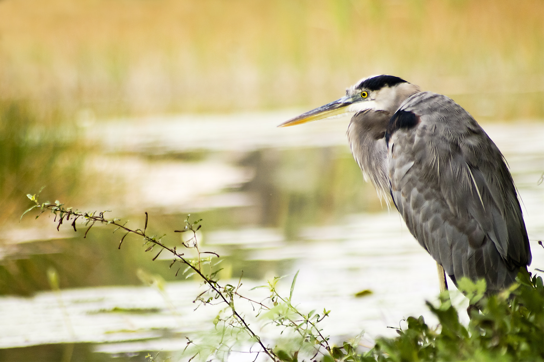 Sigma 70-300mm F4-5.6 APO DG Macro sample photo. Garza real photography