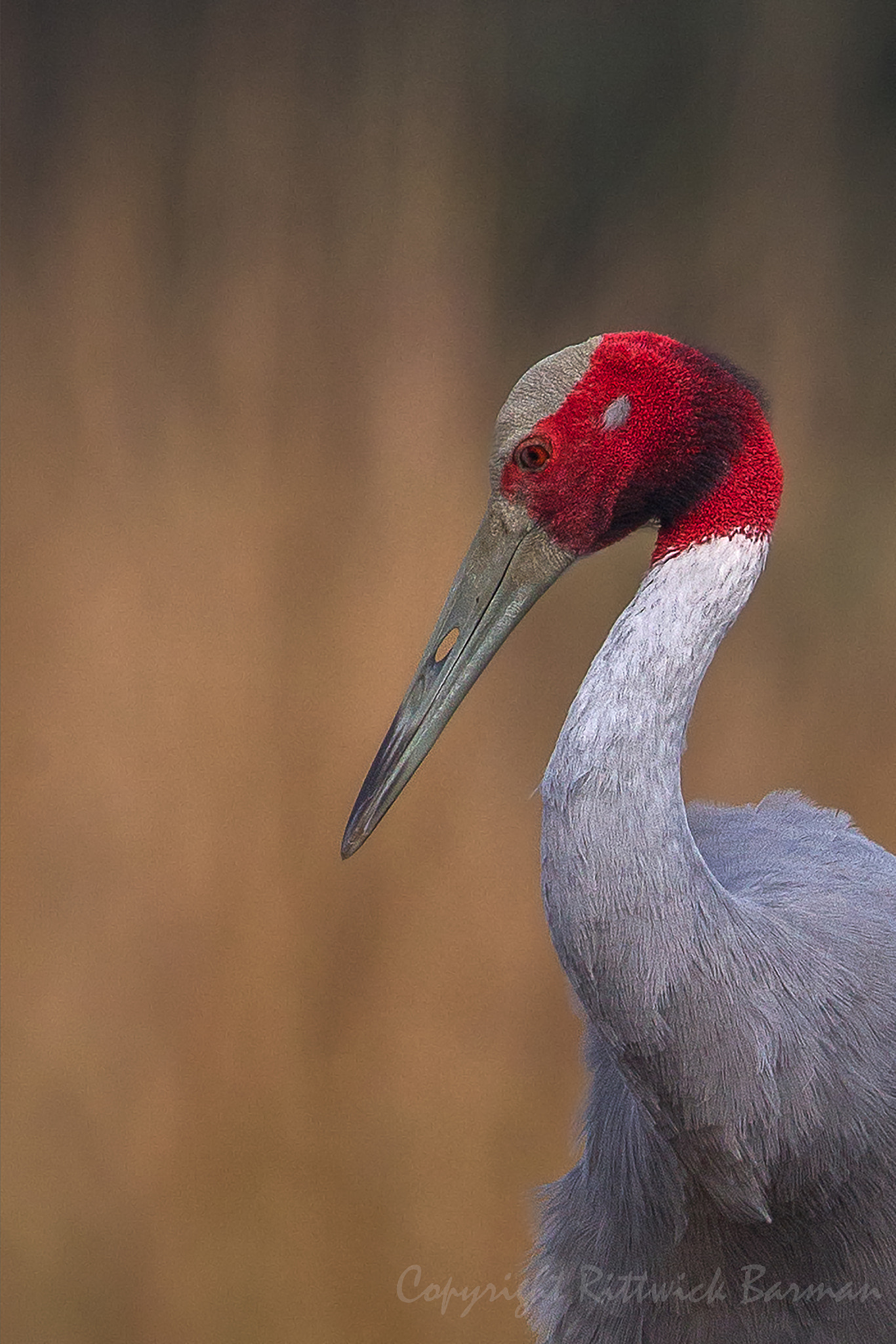 Canon EF 500mm F4L IS II USM sample photo. Sarus portrait photography