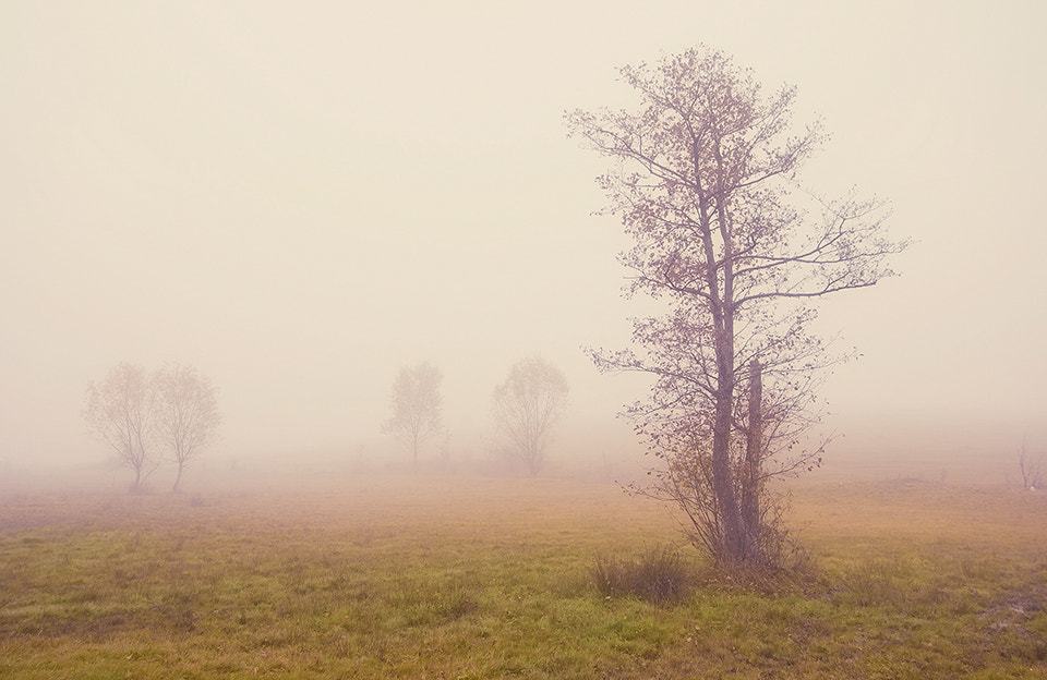 Soligor 19-35mm F3.5-4.5 sample photo. Autumn fog photography