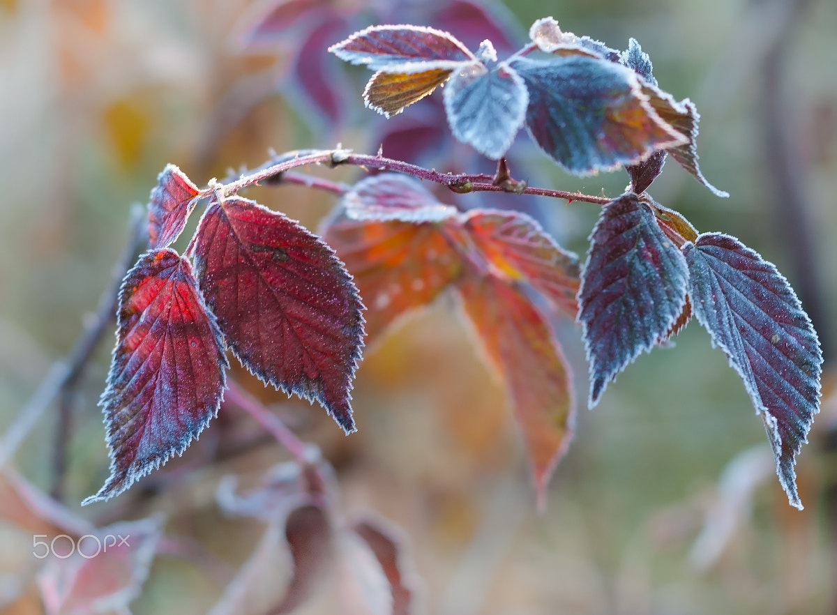 Sigma 150mm F2.8 EX DG Macro HSM sample photo. Frost photography