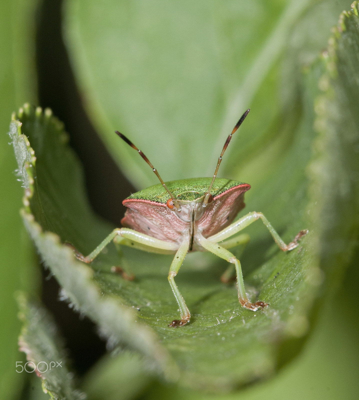 Sigma 150mm F2.8 EX DG Macro HSM sample photo. Green  shield bug photography