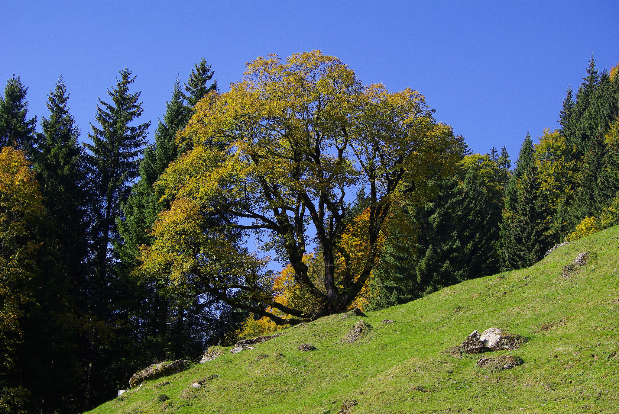 Pentax smc DA 50-200mm F4-5.6 ED WR sample photo. Oldold tree photography