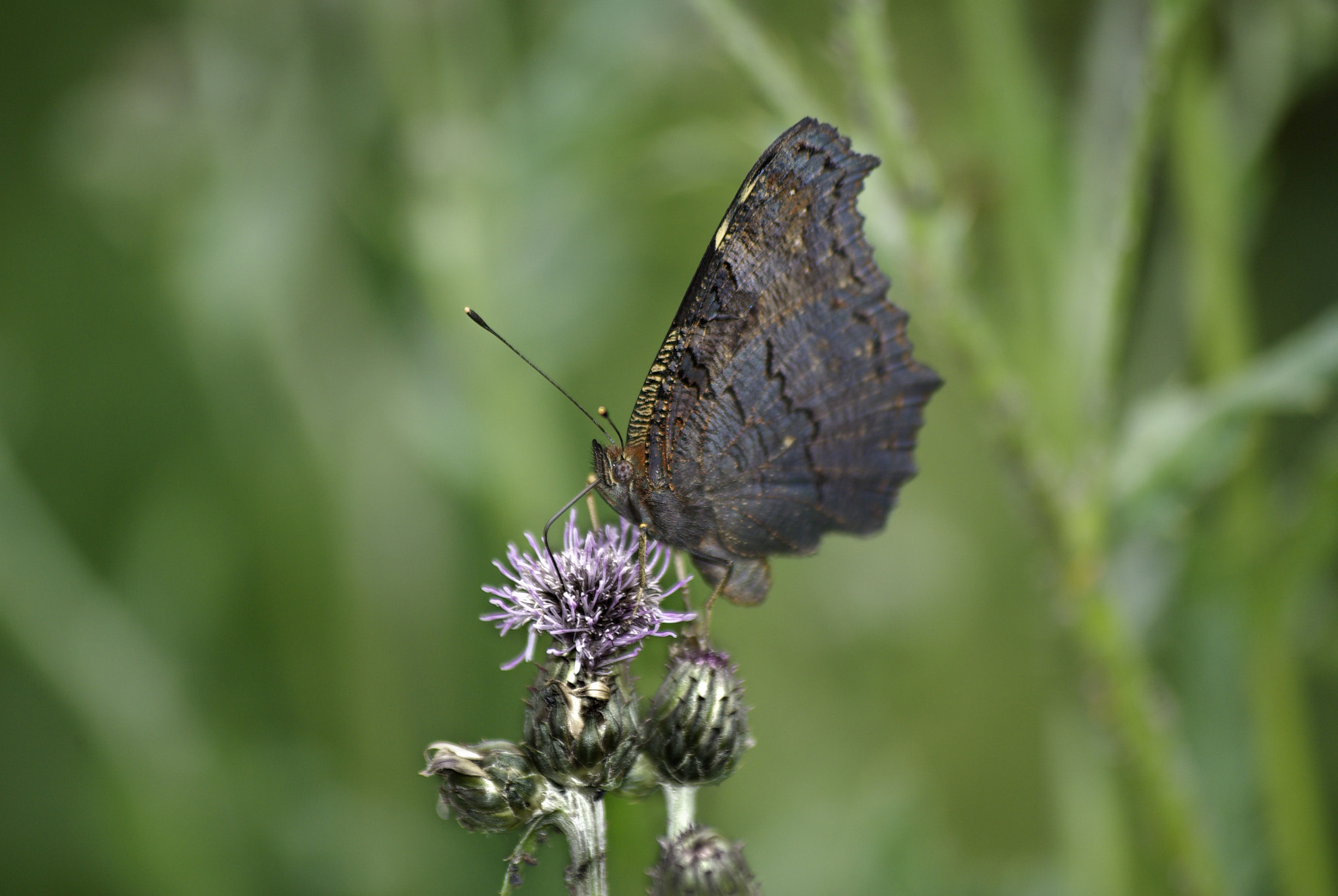 Pentax smc DA 50-200mm F4-5.6 ED WR sample photo. Take a sip photography
