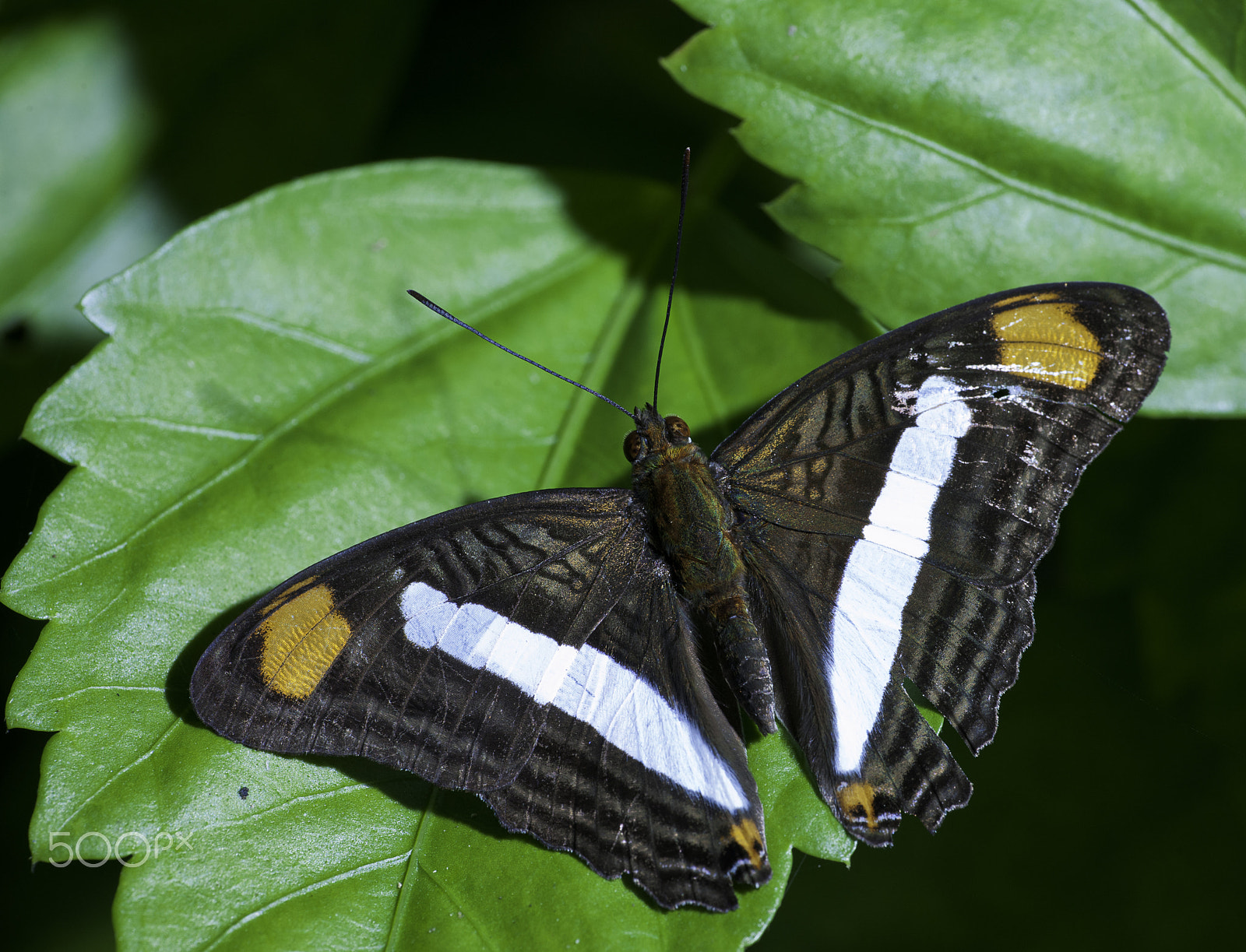 Nikon D3X sample photo. Adelpha iphiclus photography