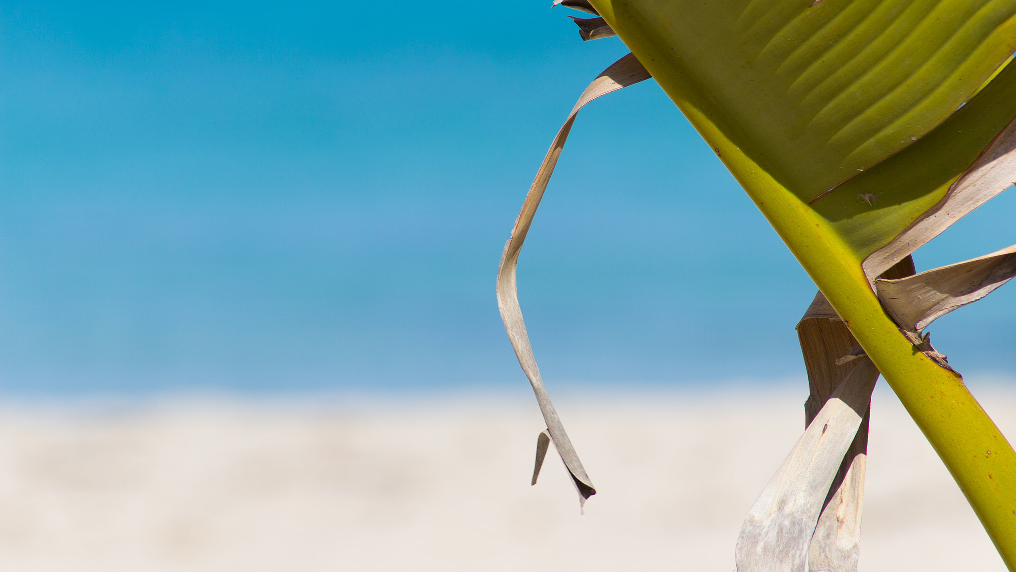 Canon EF 55-200mm F4.5-5.6 II USM sample photo. Plant at beach photography