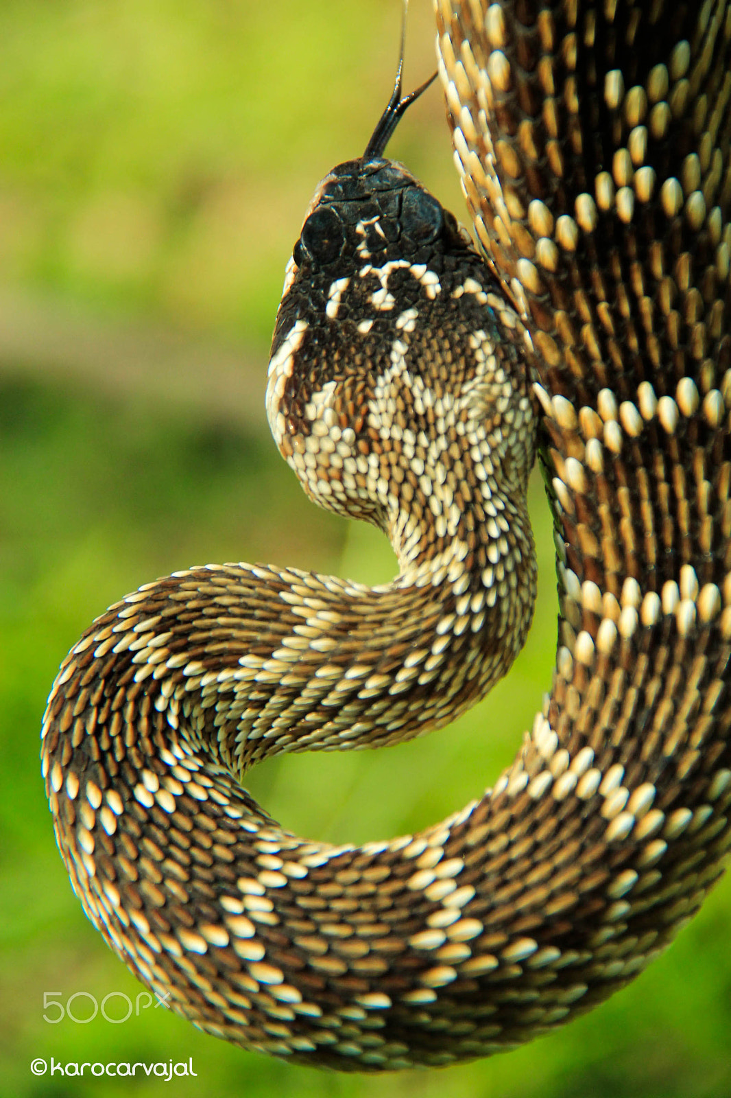 Canon EF-S 18-200mm F3.5-5.6 IS sample photo. "serpiente emplumada " crotalus molossus photography