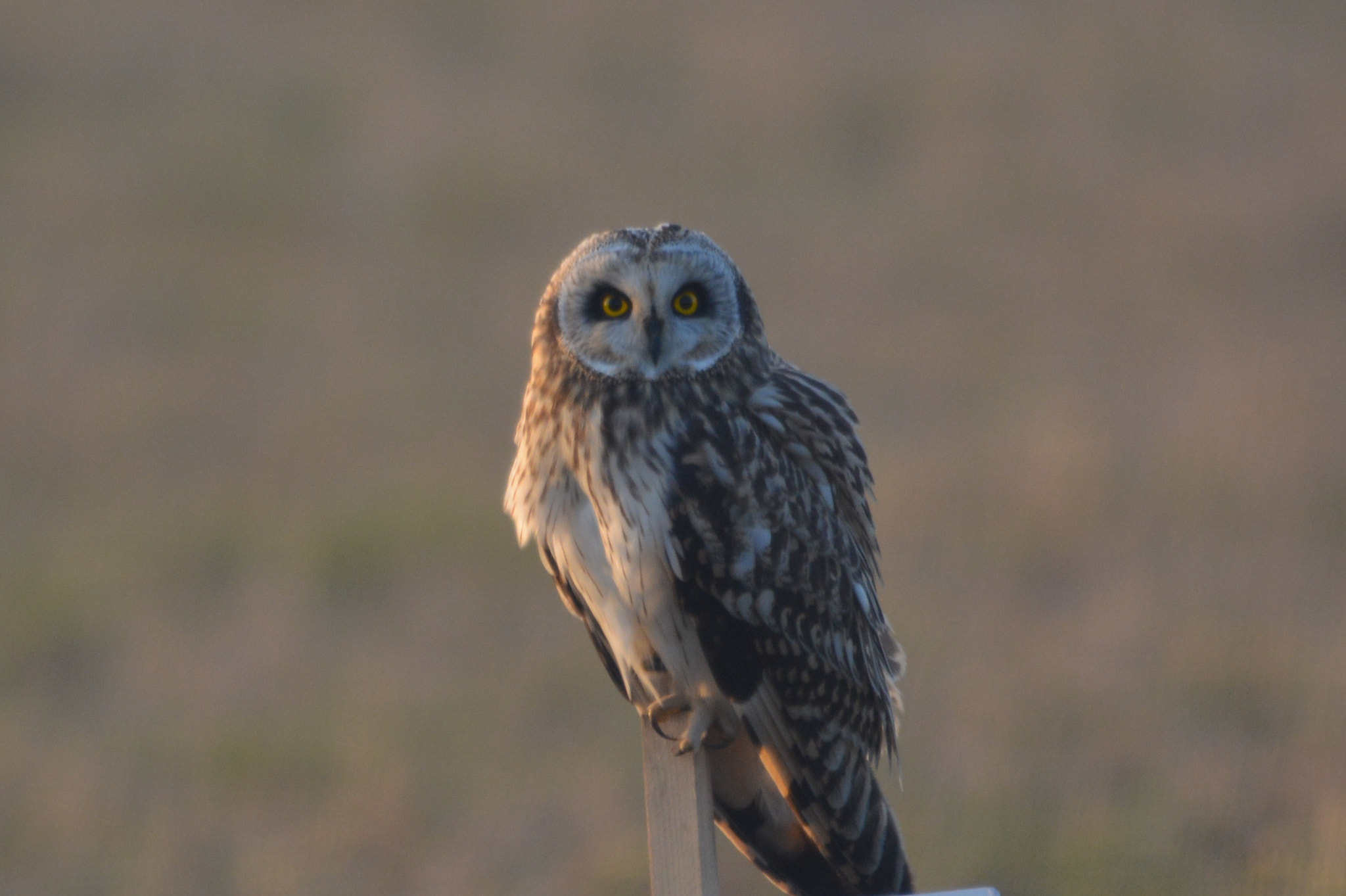 Sigma 120-400mm F4.5-5.6 DG OS HSM sample photo. Hiboux des marais photography