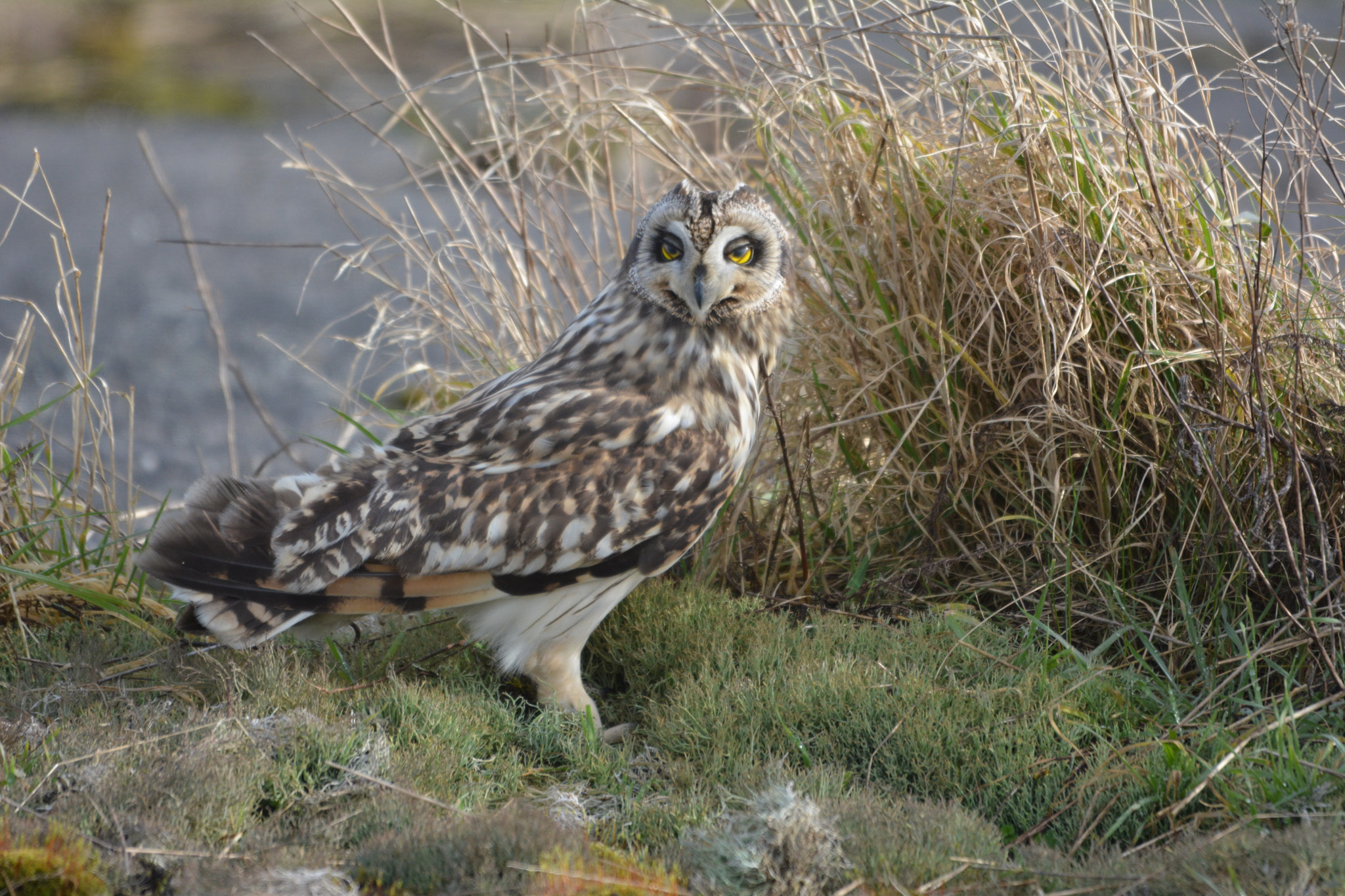 Sigma 120-400mm F4.5-5.6 DG OS HSM sample photo
