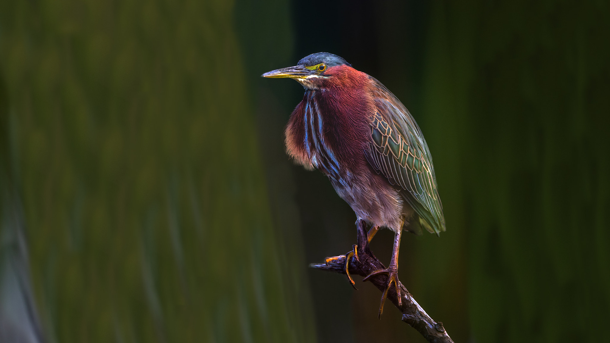 Canon EF 400mm F2.8L IS II USM sample photo. Green heron photography