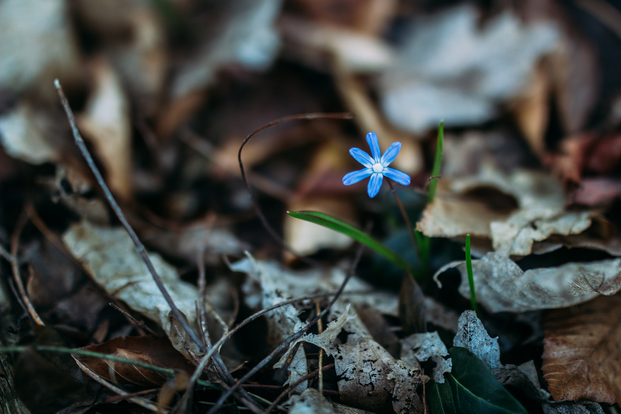 Sigma 35mm F1.4 DG HSM Art sample photo. Hint of blue photography