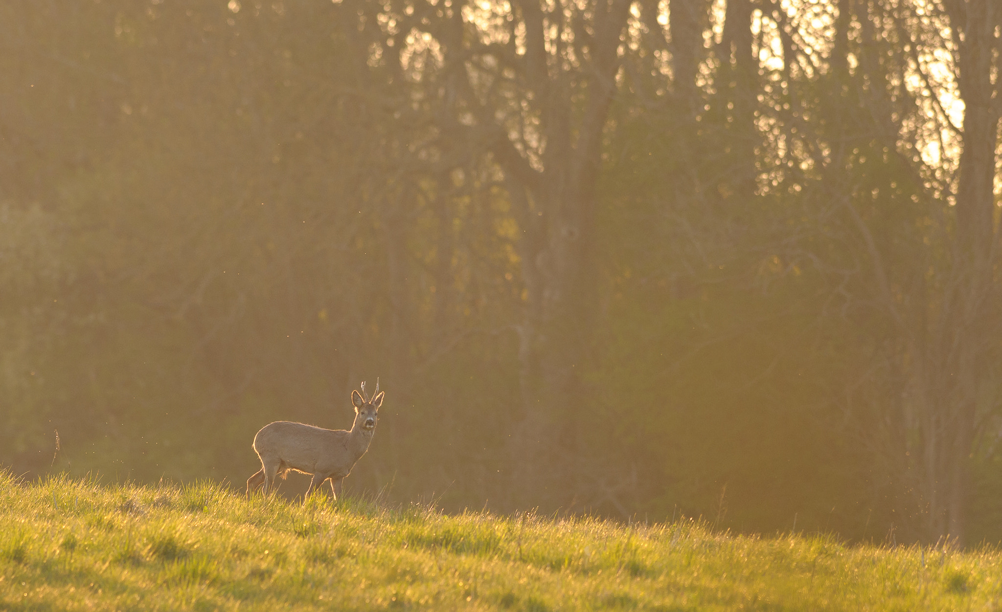 Nikon AF-S Nikkor 300mm F2.8G ED VR II sample photo. Roebuck in spring photography
