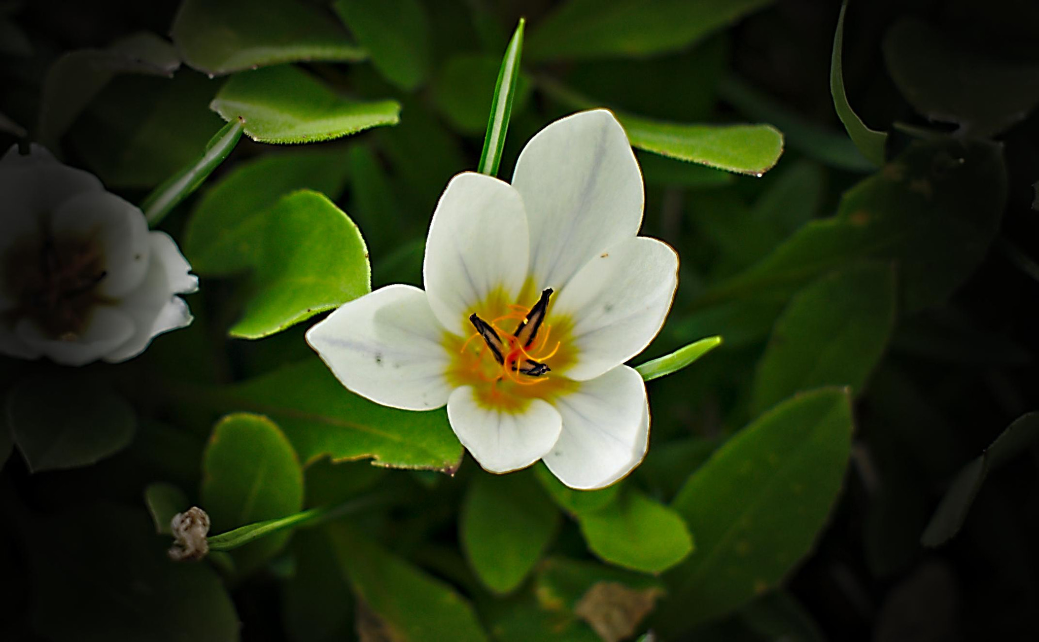 Sony Alpha NEX-5N + Sigma 30mm F2.8 EX DN sample photo. It's a flower, that's what it is... photography