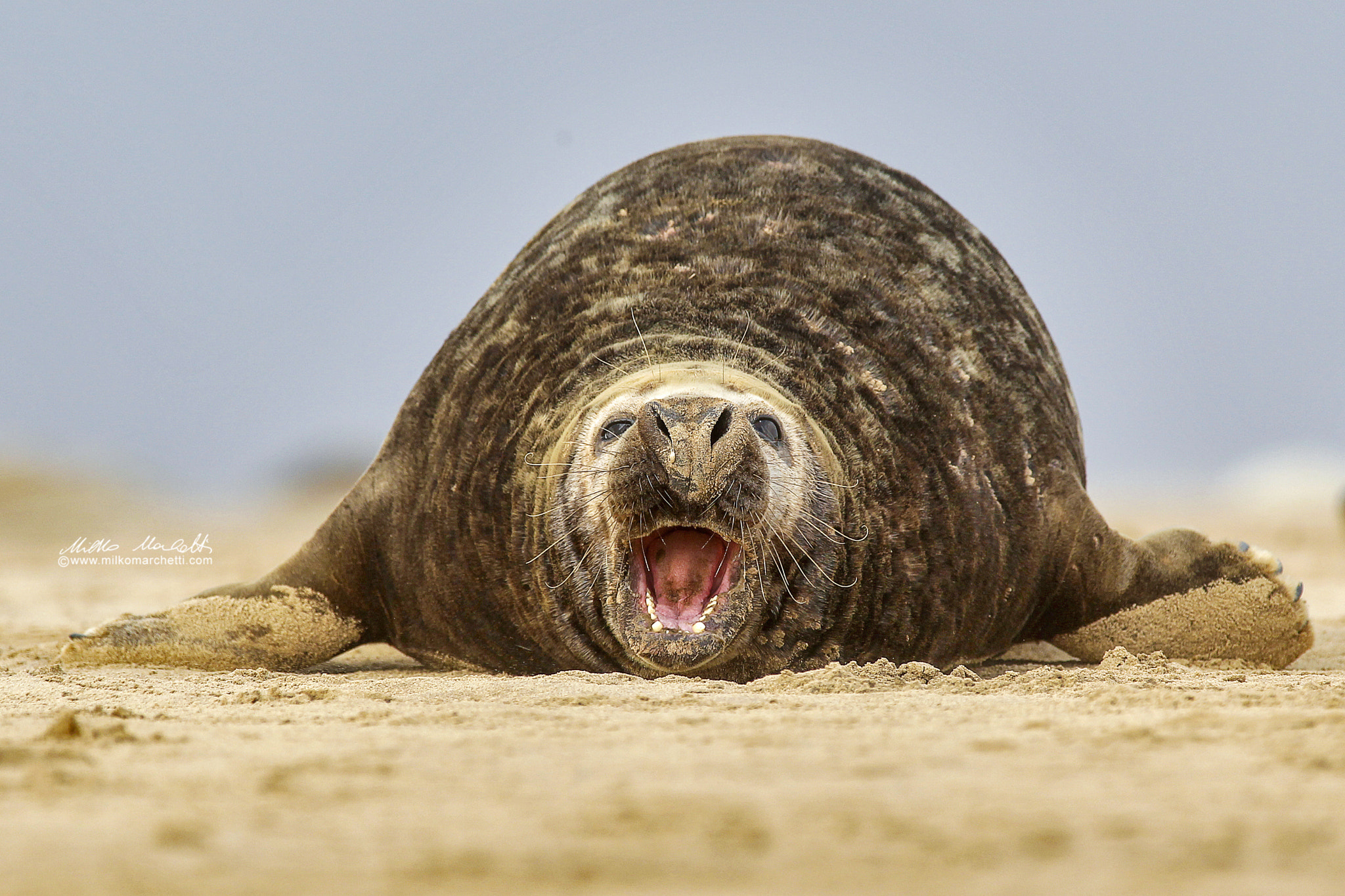 Canon EF 300mm f/2.8L + 1.4x sample photo. Seal photography