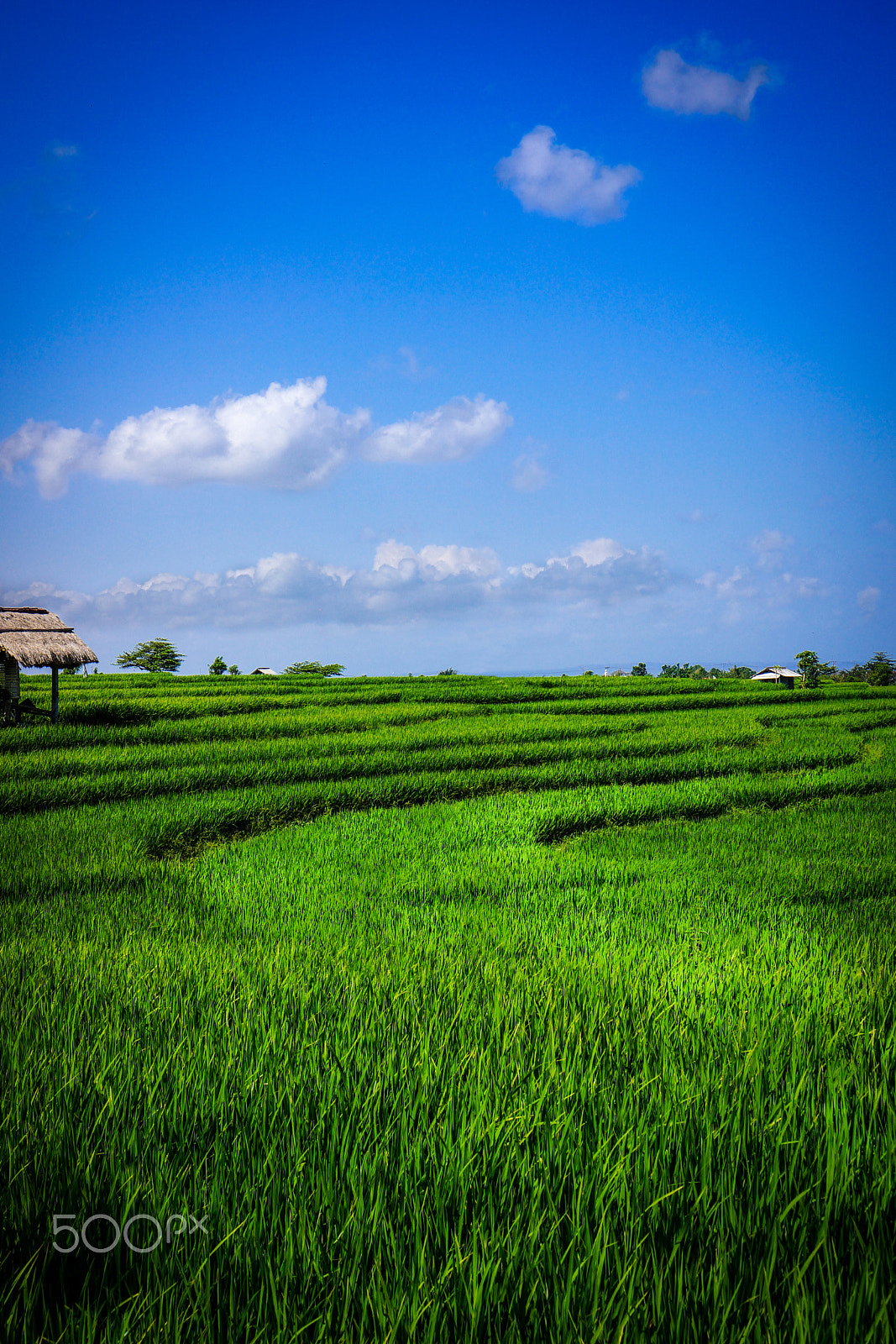 Sony Alpha NEX-7 + Sony E 35mm F1.8 OSS sample photo. The rice field photography